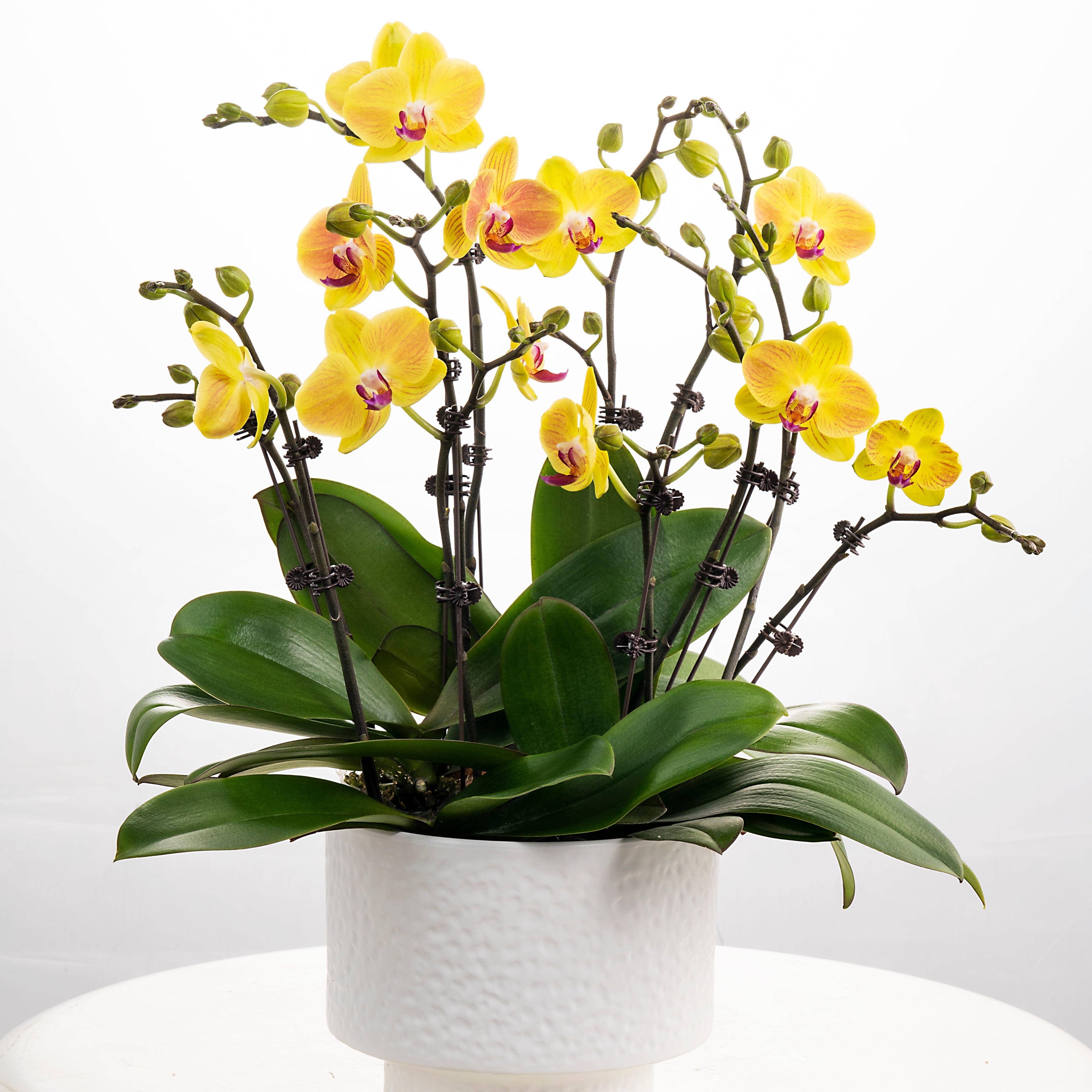 Cheesecake [ Yellow | est. 45 cm Height | Live Orchids ]