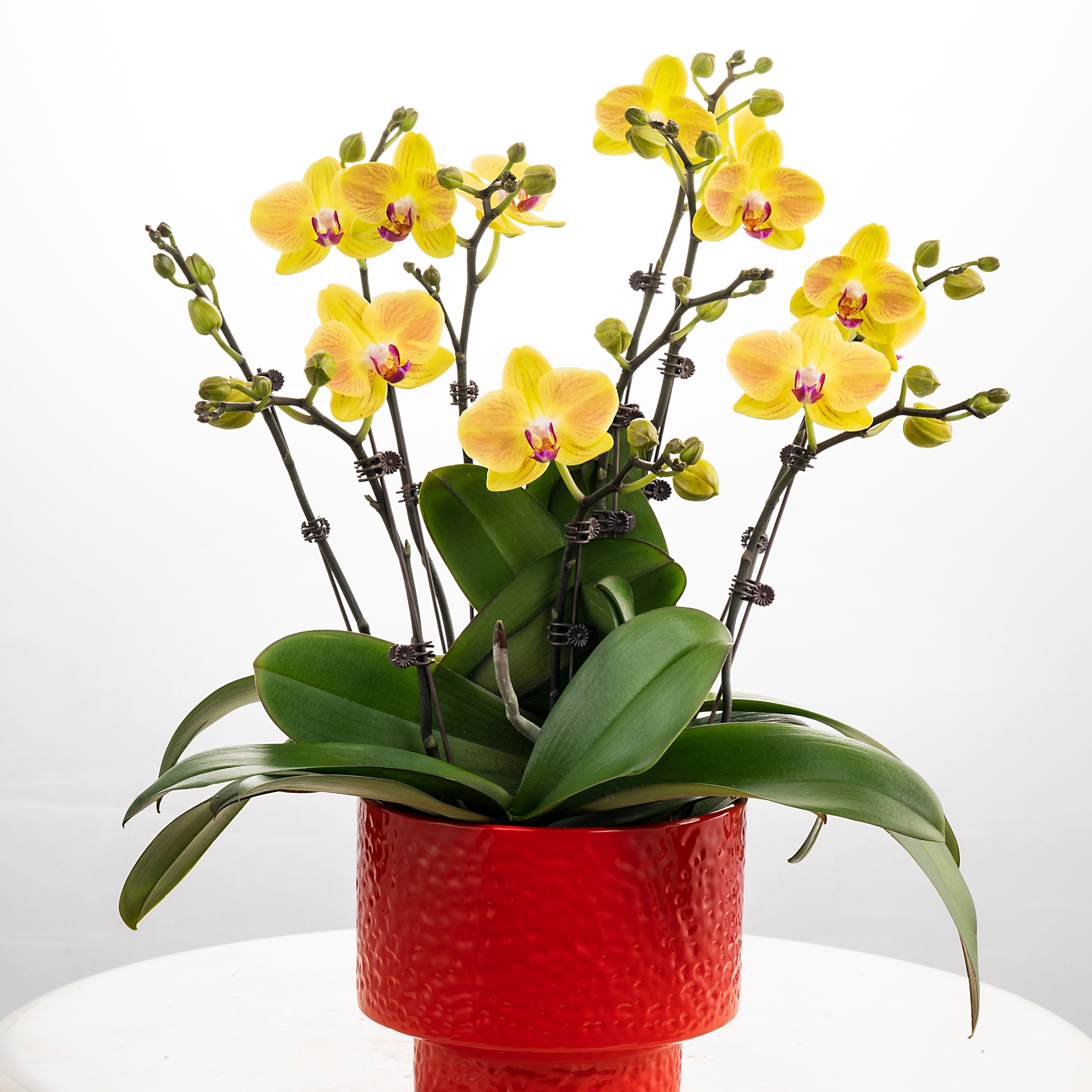 Cheesecake [ Yellow | est. 45 cm Height | Live Orchids ]
