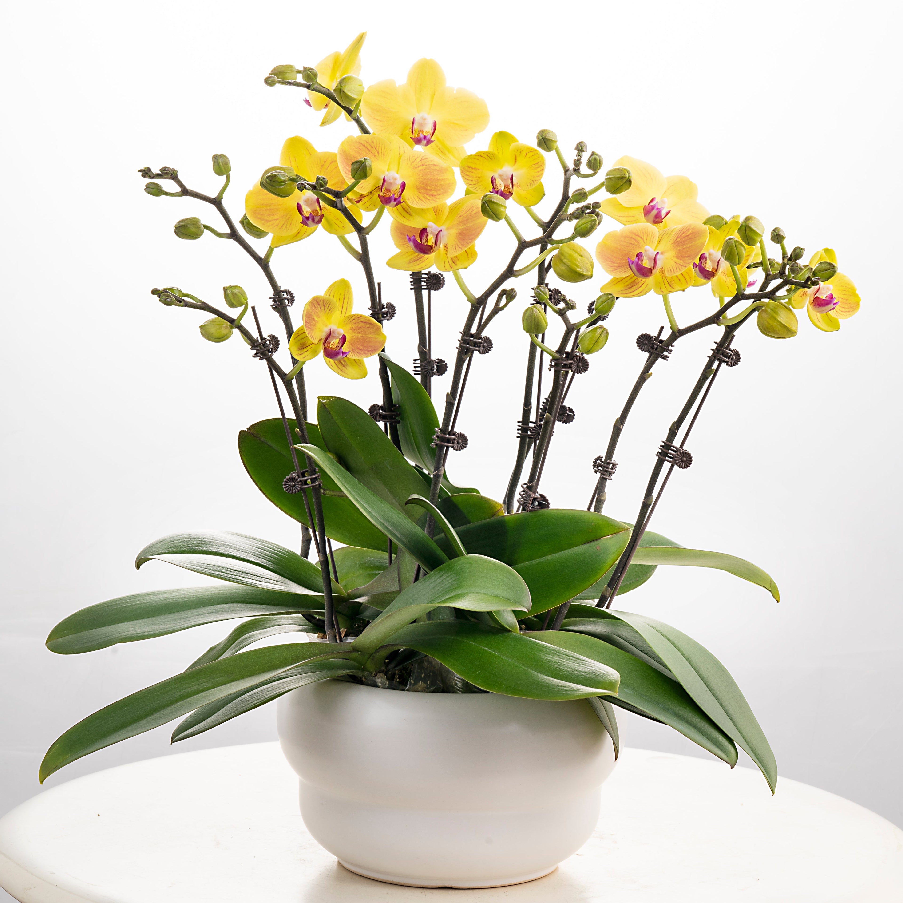 Cheesecake [ Yellow | est. 45 cm Height | Live Orchids ]