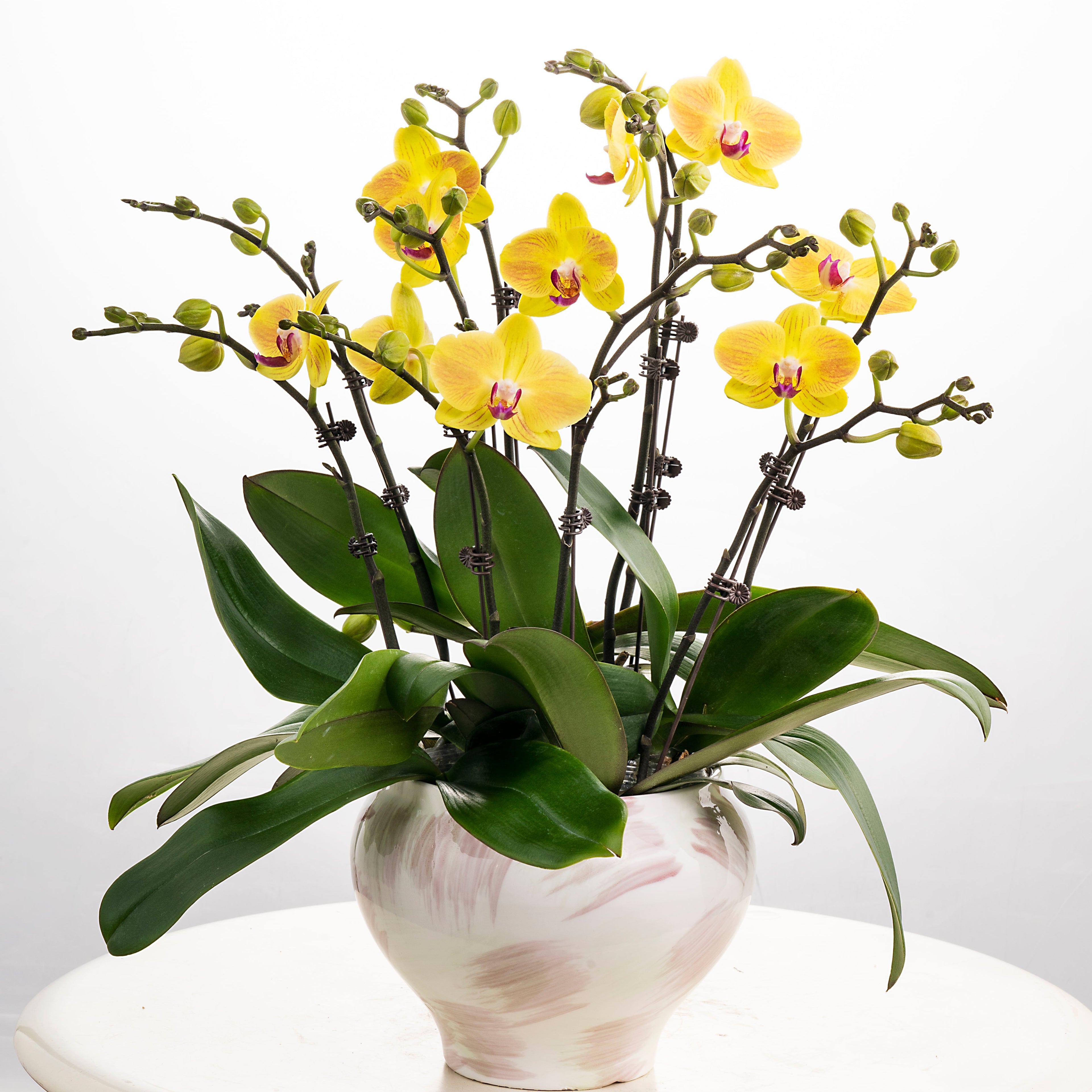 Cheesecake [ Yellow | est. 45 cm Height | Live Orchids ]