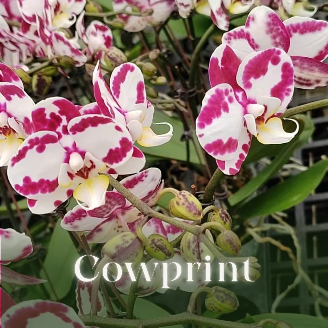NEW ARRIVAL | PREMIUM ORCHIDS *NO* POT [3 DAYS DELIVERY]