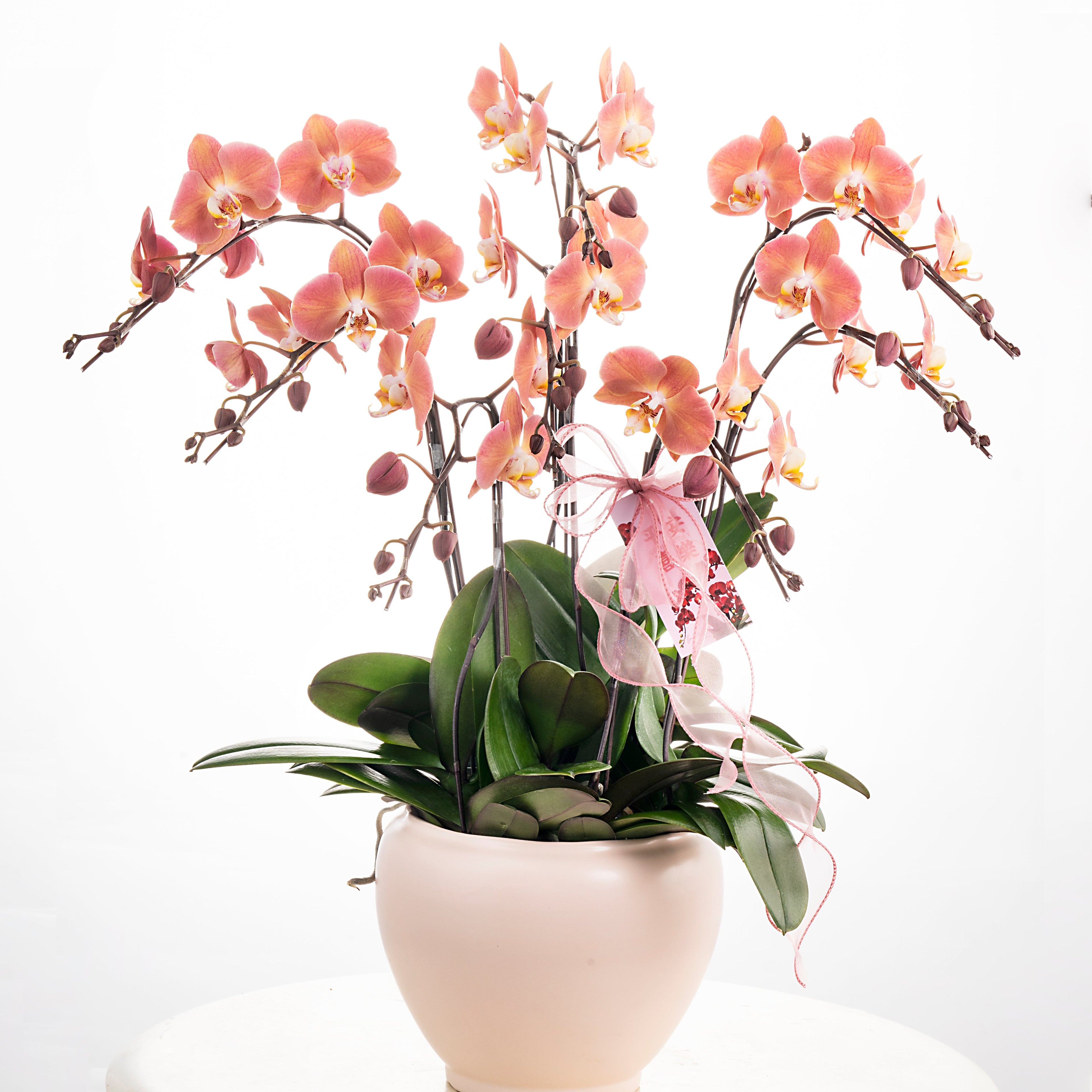 Dear Darling [ Salmon Pink | est. 45 cm Height | Live Orchids ]