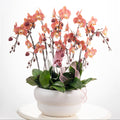 Dear Darling [ Salmon Pink | est. 45 cm Height | Live Orchids ]