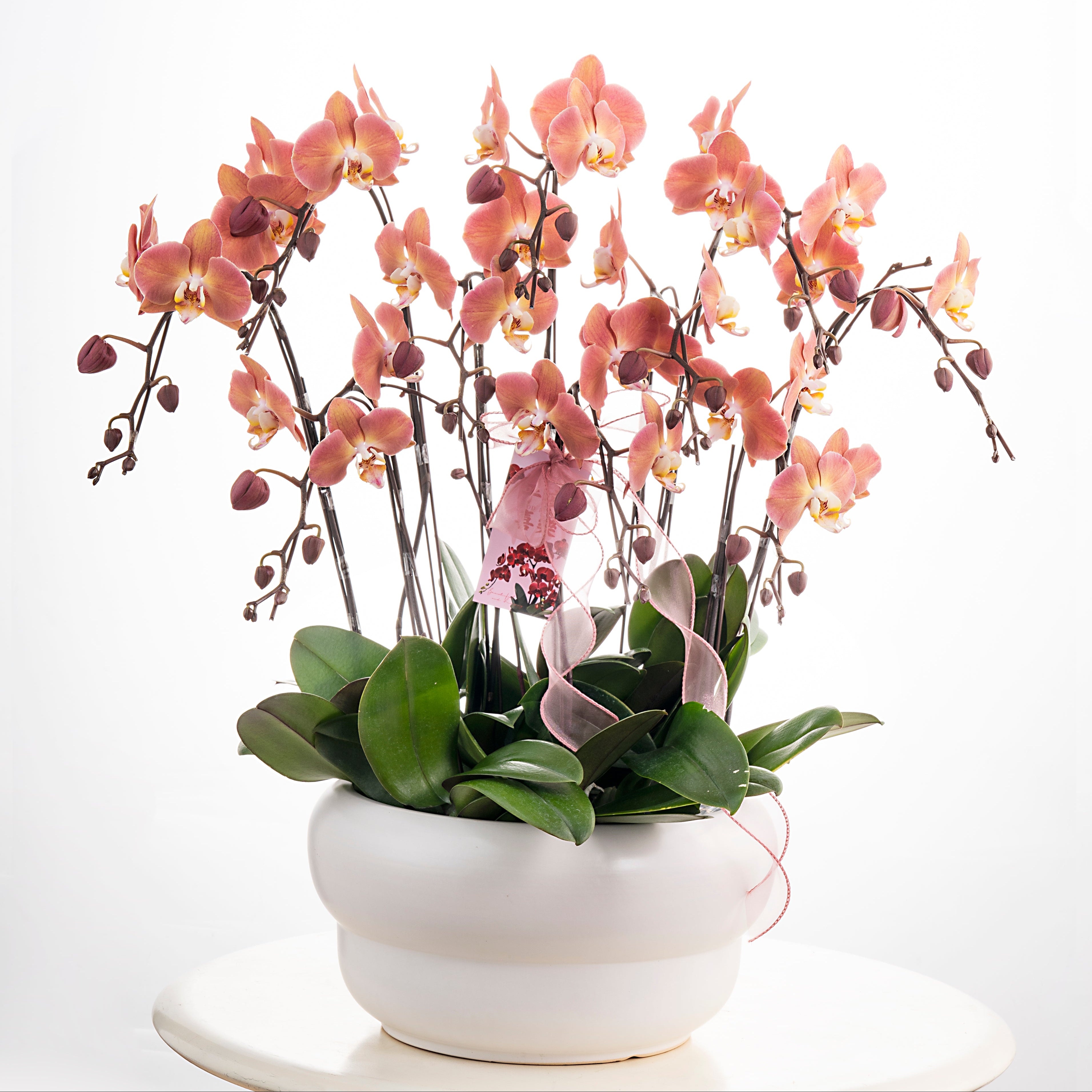 Dear Darling [ Salmon Pink | est. 45 cm Height | Live Orchids ]