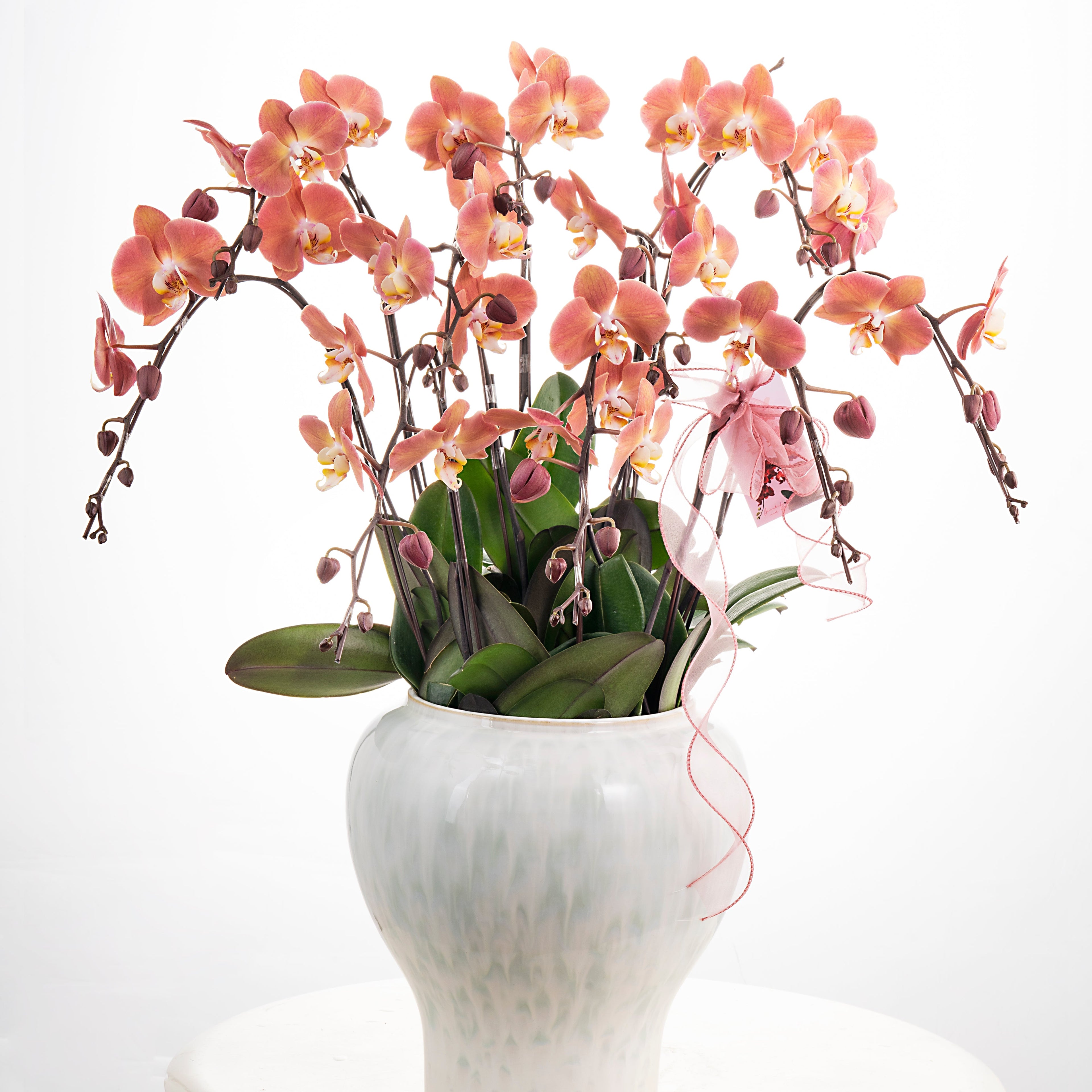 Dear Darling [ Salmon Pink | est. 45 cm Height | Live Orchids ]
