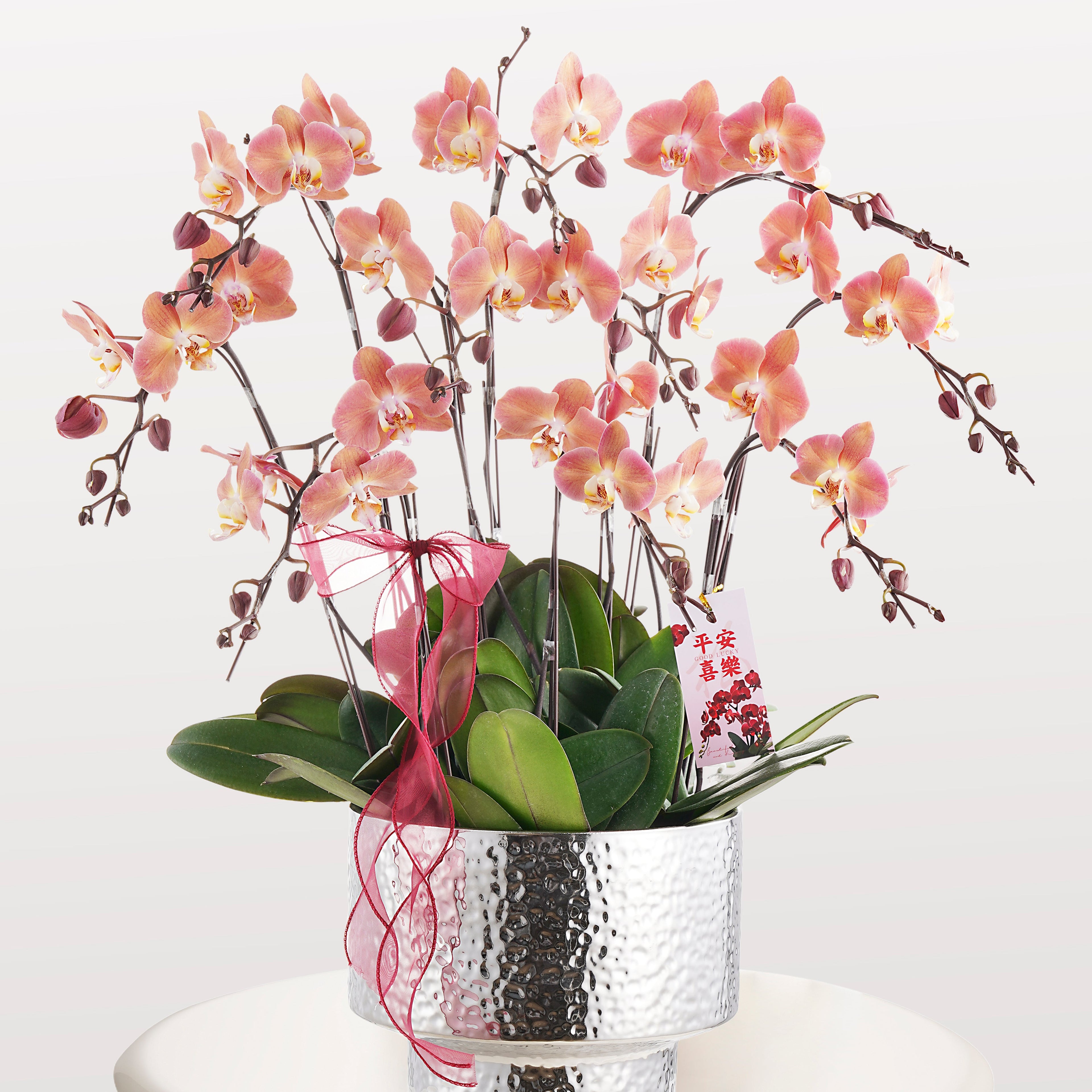 Dear Darling [ Salmon Pink | est. 45 cm Height | Live Orchids ]