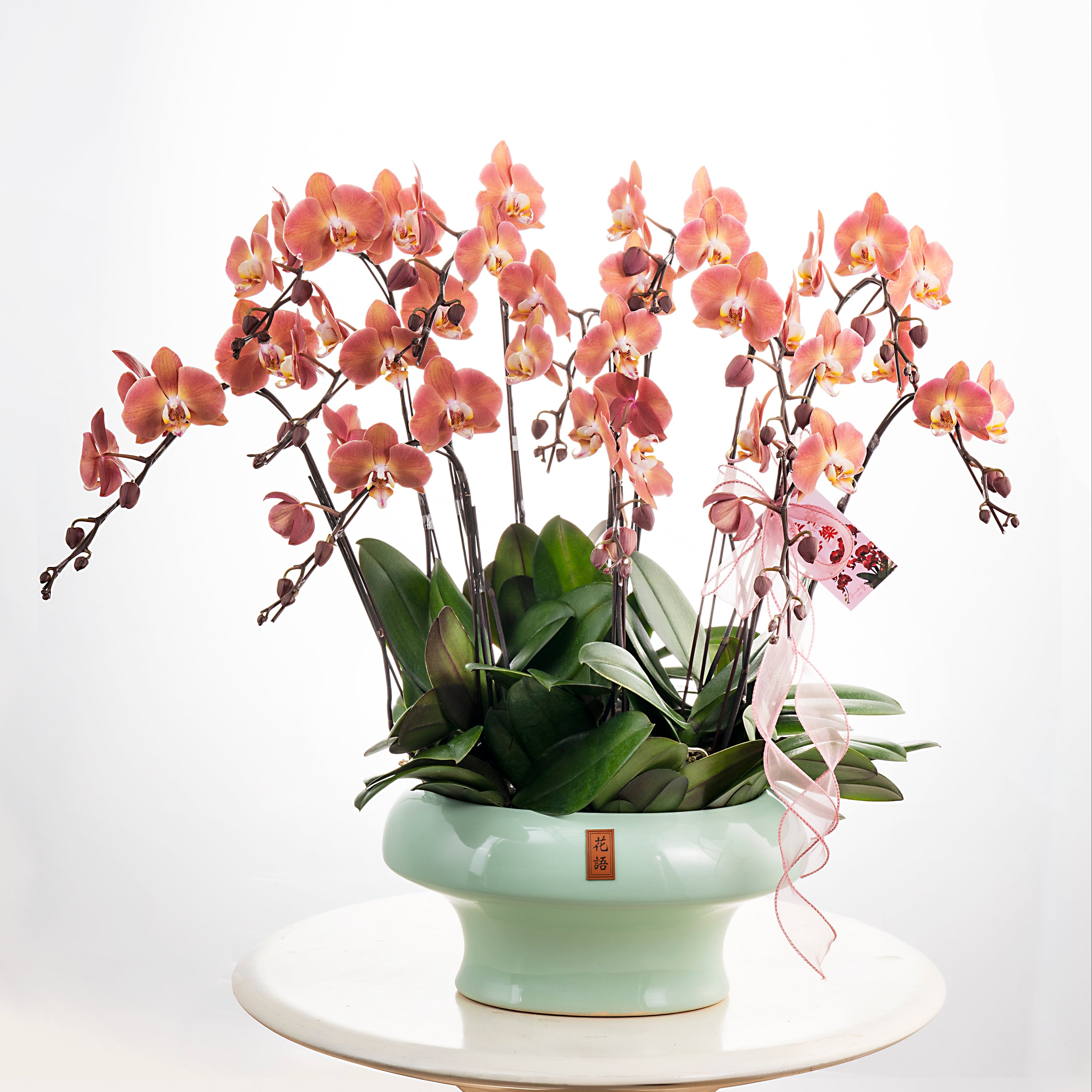 Dear Darling [ Salmon Pink | est. 45 cm Height | Live Orchids ]
