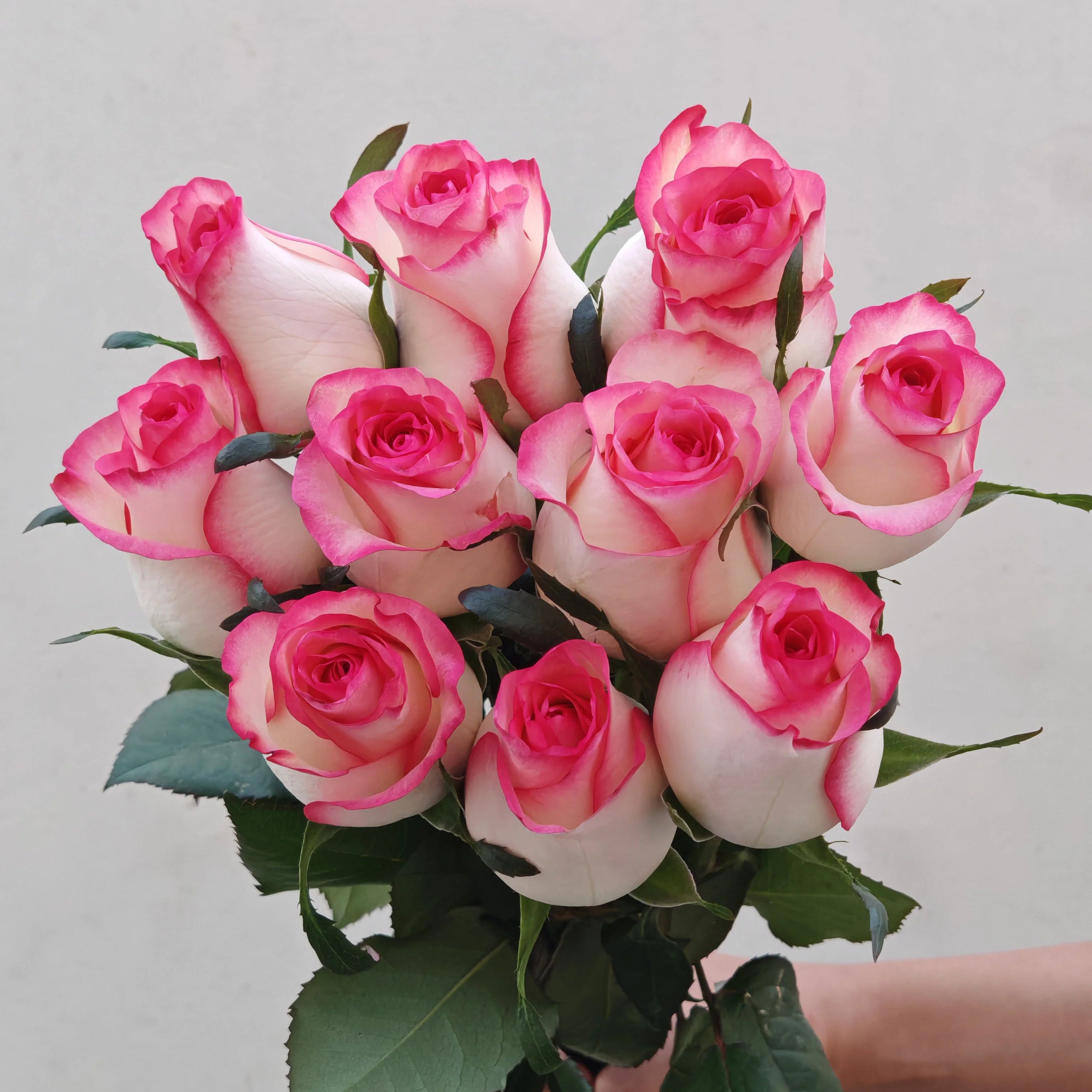 FRESH CUT ROSES | A GRADE - 10 STEMS PER BUNCH [EVERBRIGHT]