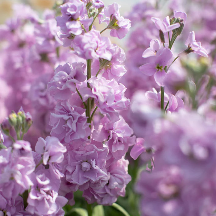 FRESH CUT MATTIOLA | A GRADE - 10 STEMS PER BUNCH [EVERBRIGHT]