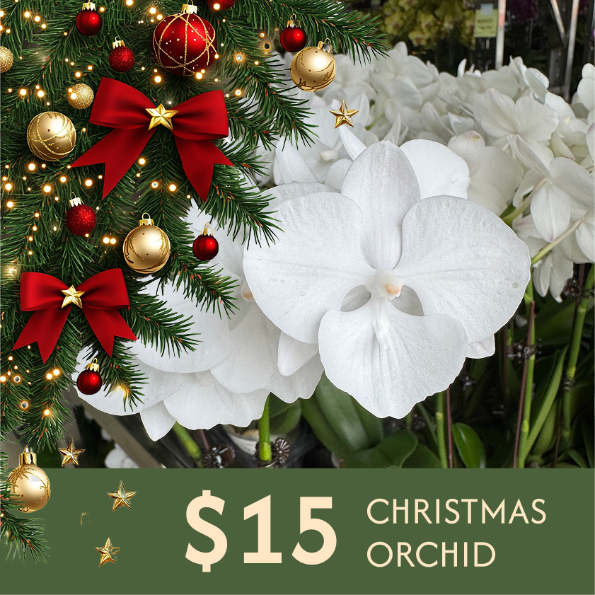 $15 Christmas Orchid Sprint! [ NO POT | LIVE SPECIAL | 5 Colour All Single Orchids ]