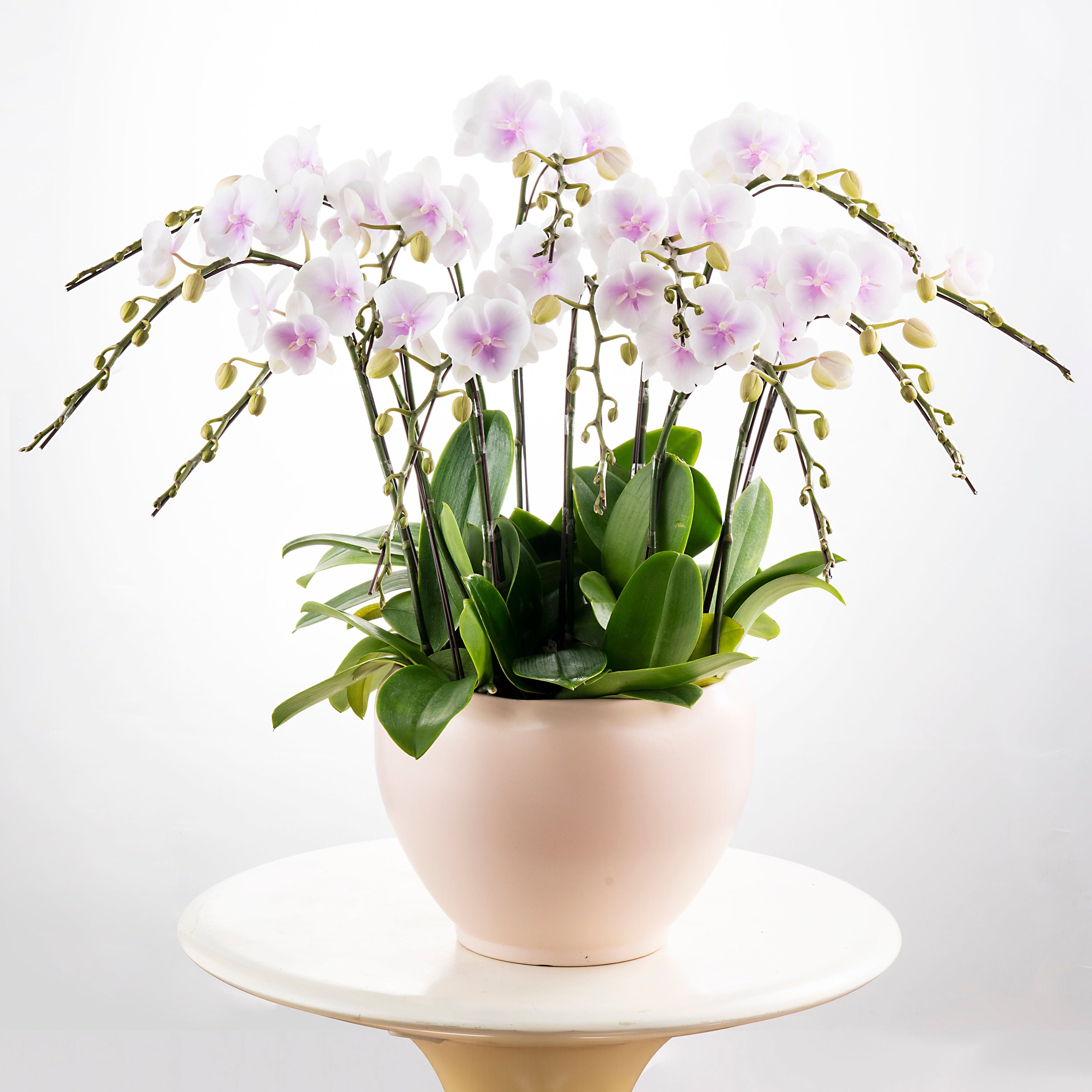 Gentle Lady [ White & Soft Pink Core | est. 45 cm Height | Live Orchids ]