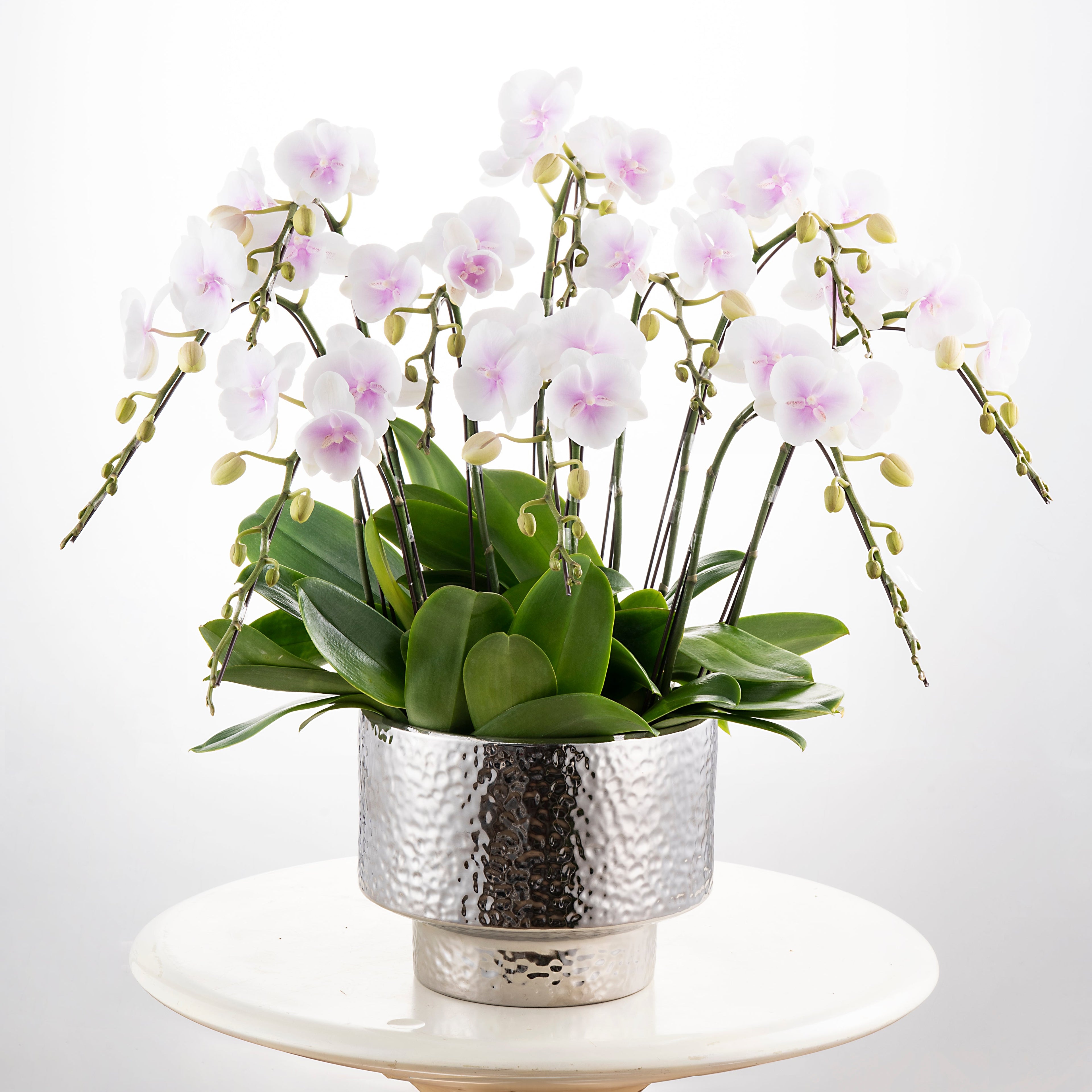 Gentle Lady [ White & Soft Pink Core | est. 45 cm Height | Live Orchids ]