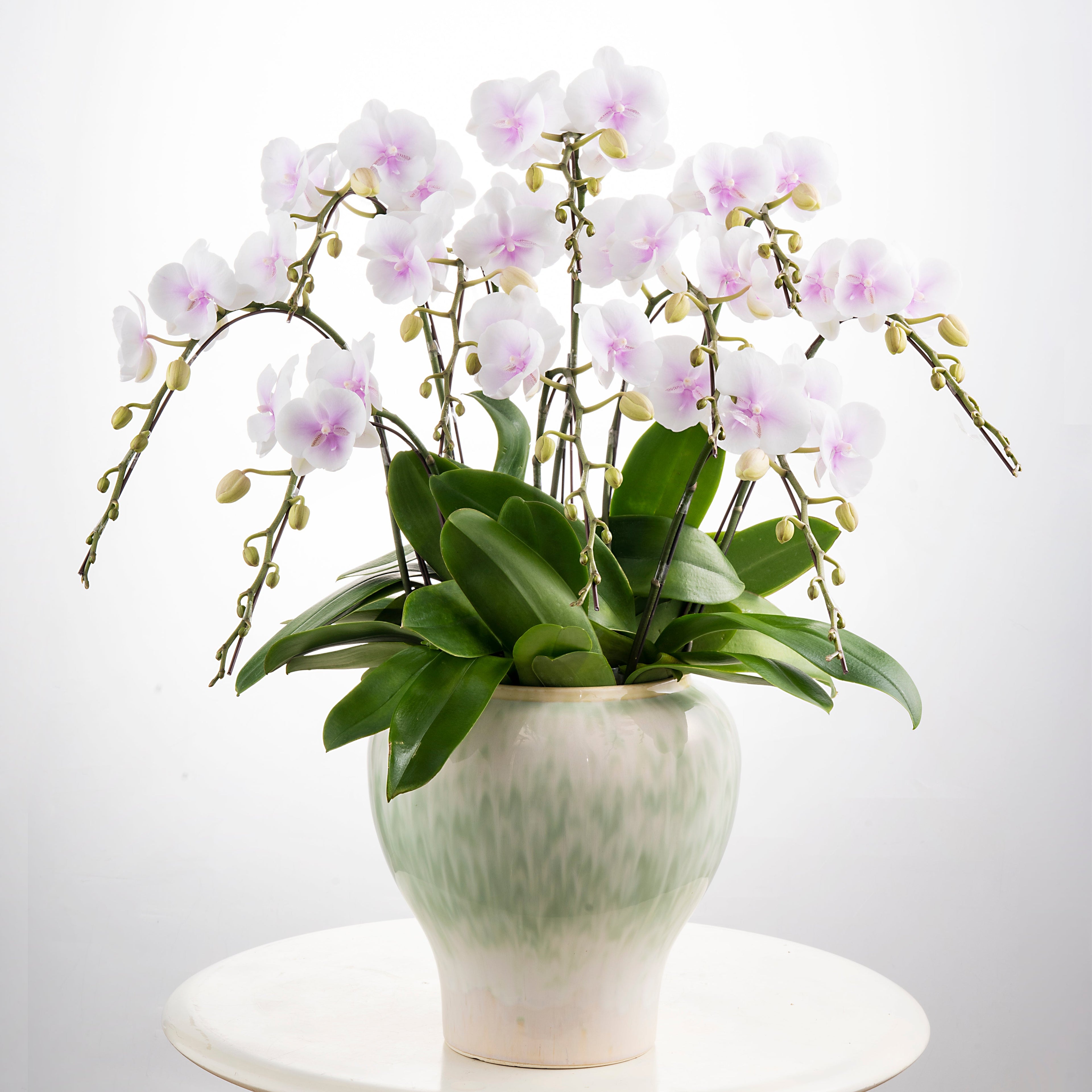 Gentle Lady [ White & Soft Pink Core | est. 45 cm Height | Live Orchids ]