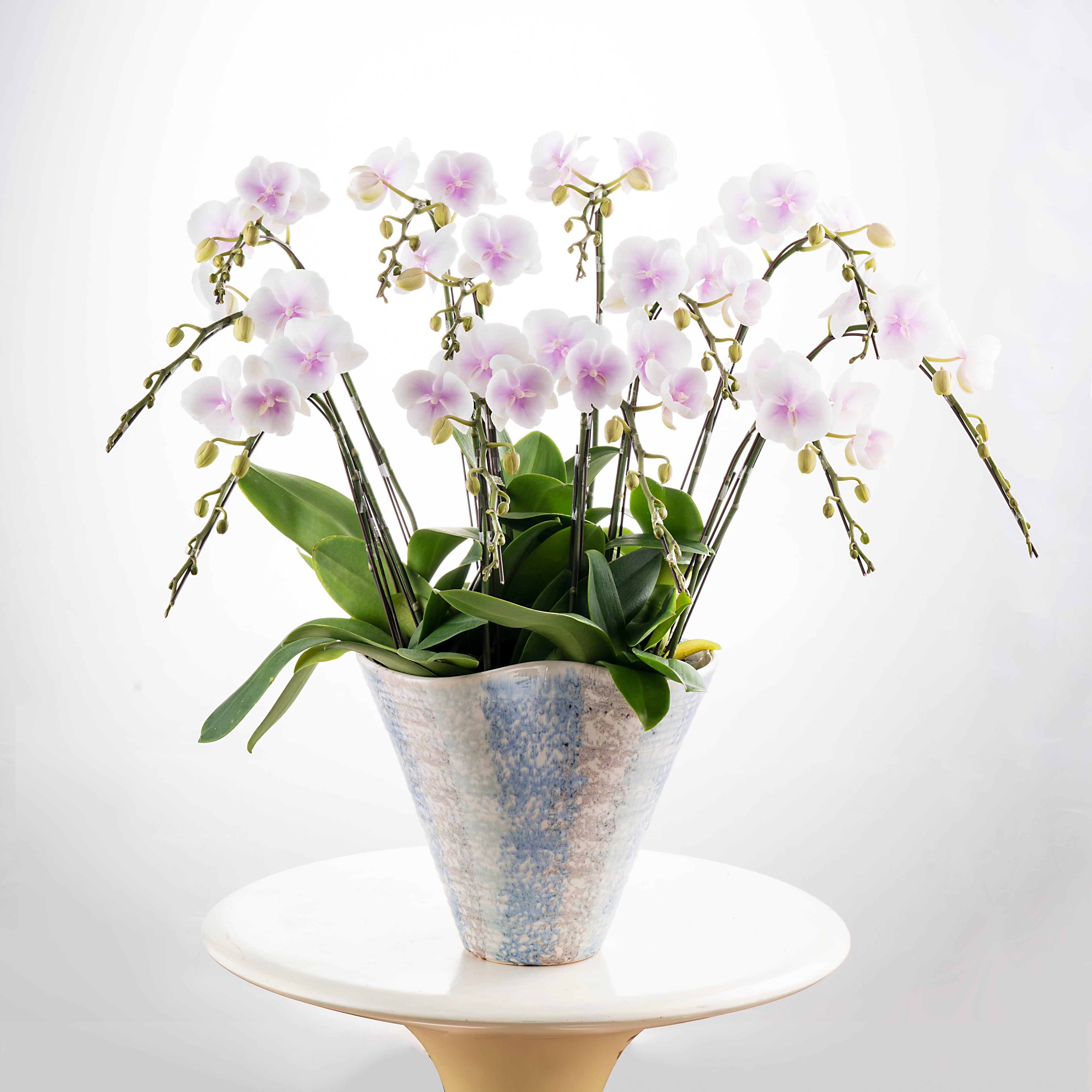 Gentle Lady [ White & Soft Pink Core | est. 45 cm Height | Live Orchids ]
