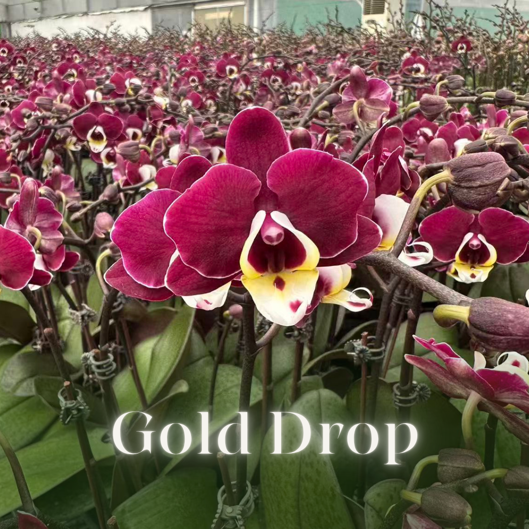 NEW ARRIVAL | PREMIUM ORCHIDS *NO* POT [3 DAYS DELIVERY]