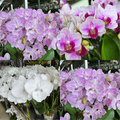 Bundle of 3 Orchids [WITHOUT POT]