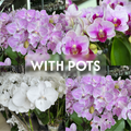 Bundle of 3 Orchids [WITH POT]