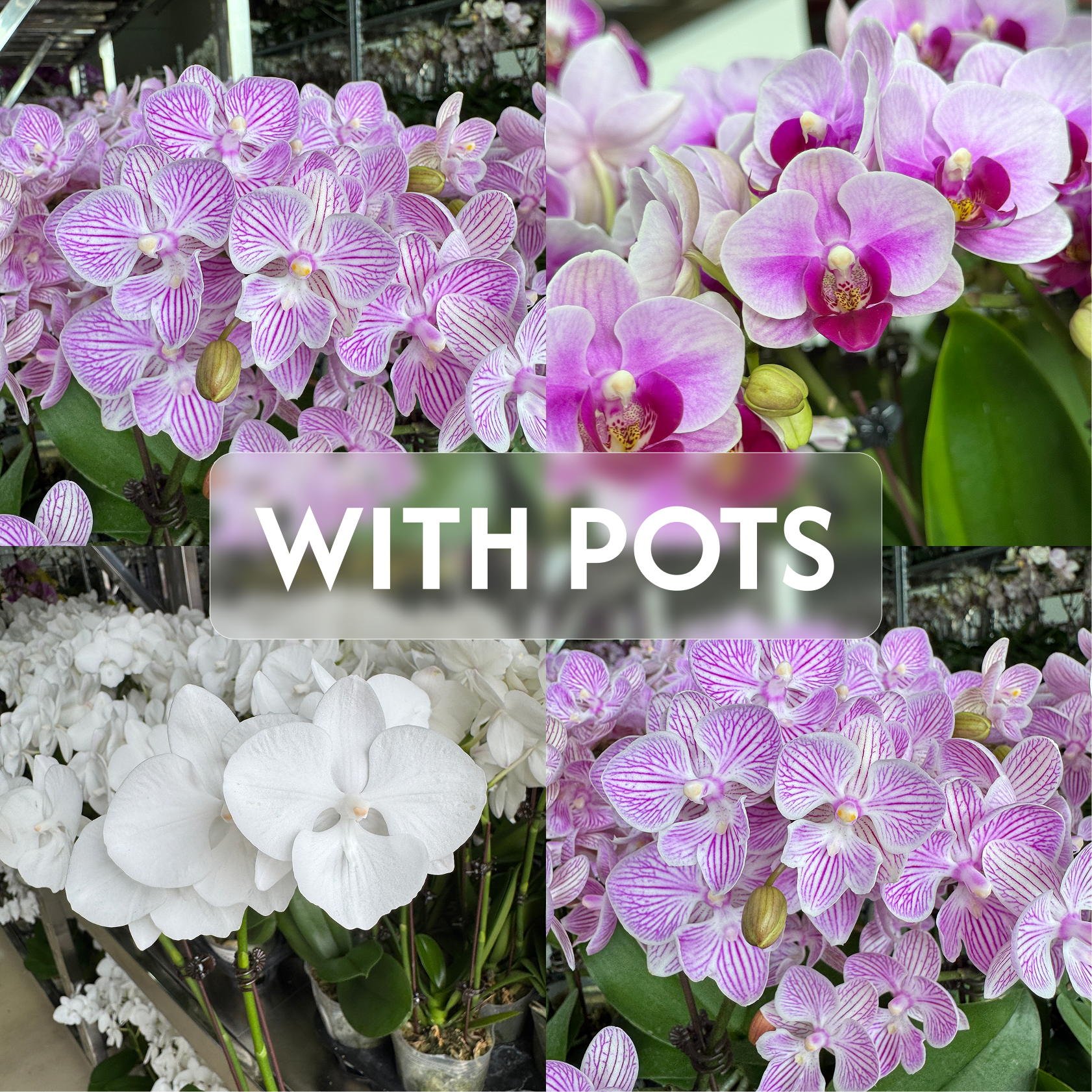Bundle of 3 Orchids [WITH POT]