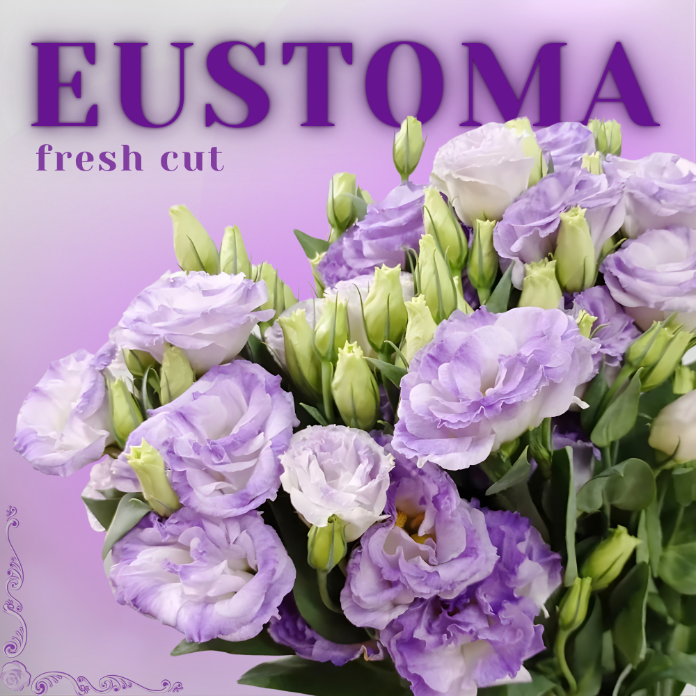 FRESH CUT EUSTOMA | A GRADE - 400g [EVERBRIGHT]