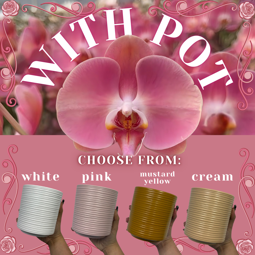 NEW ARRIVALS | PREMIUM SPECIAL ORCHIDS *WITH* POT [3 DAYS DELIVERY]