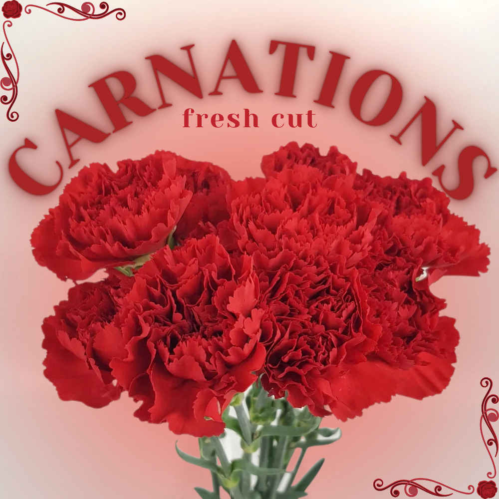 FRESH CUT CARNATIONS | A GRADE - 10 STEMS PER BUNCH [EVERBRIGHT]