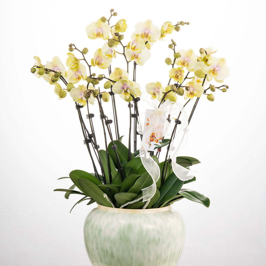 Heart of Gold [ Milktea Colour | est. 45 cm Height | Live Orchids ]
