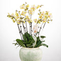 Heart of Gold [ Milktea Colour | est. 45 cm Height | Live Orchids ]