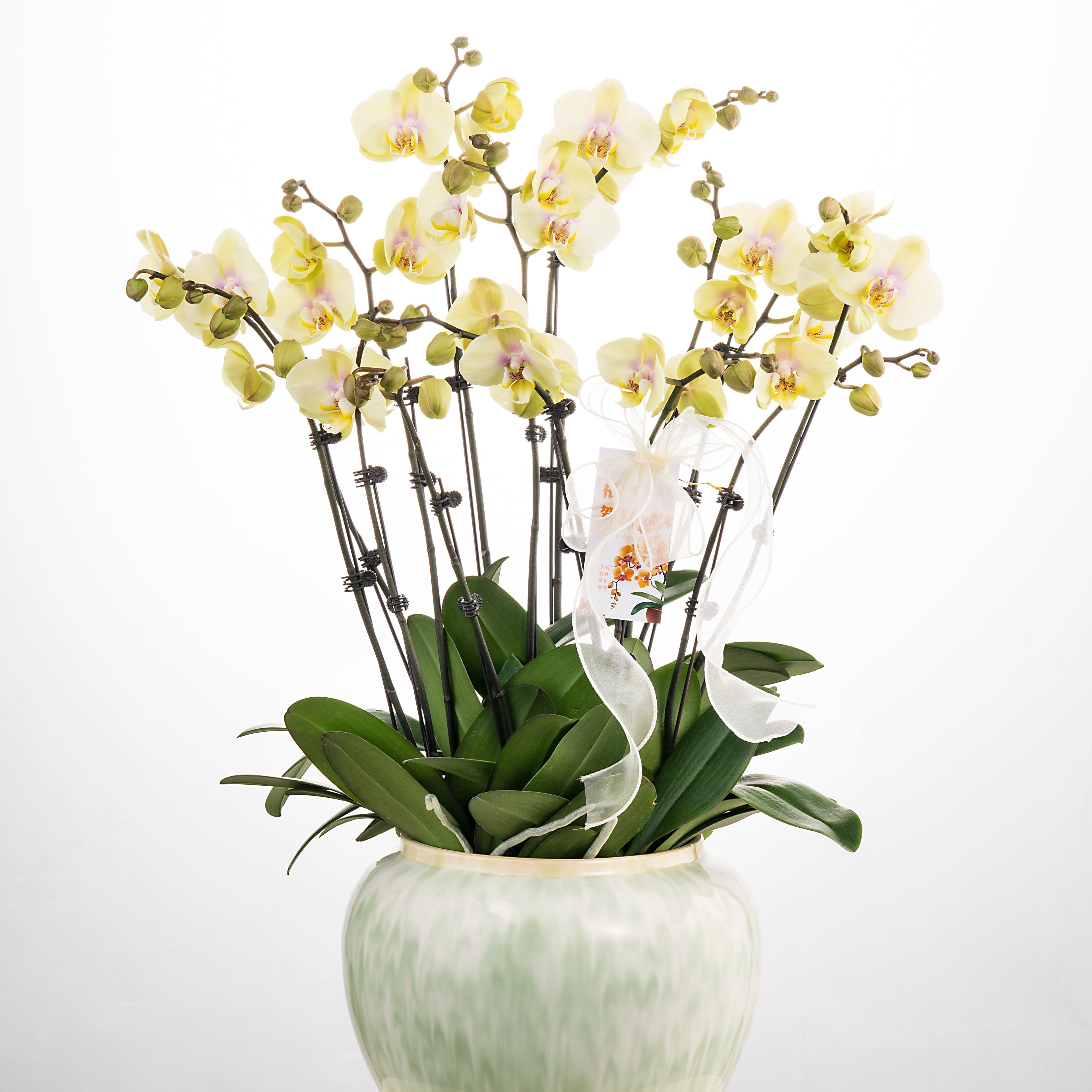 Heart of Gold [ Milktea Colour | est. 45 cm Height | Live Orchids ]