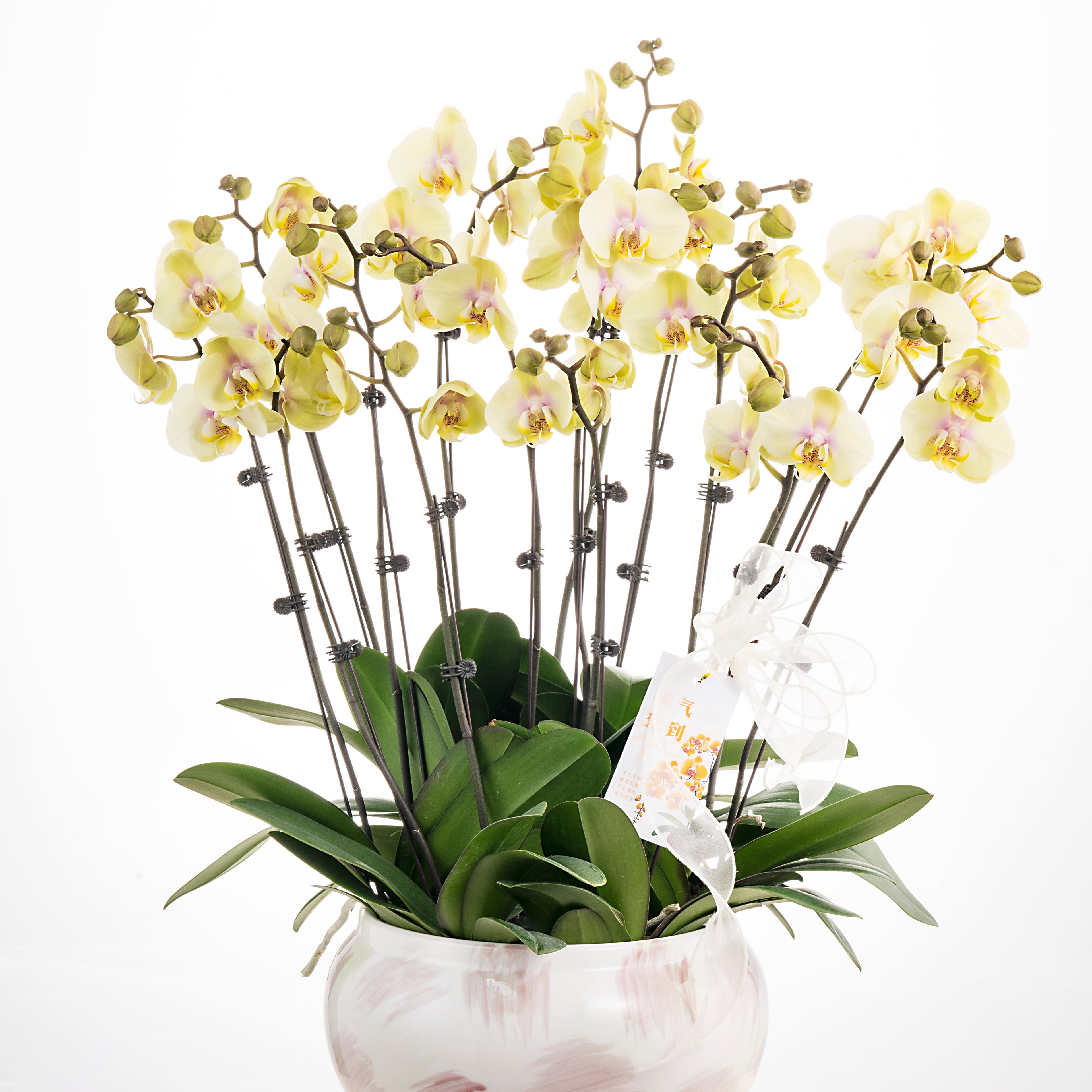 Heart of Gold [ Milktea Colour | est. 45 cm Height | Live Orchids ]