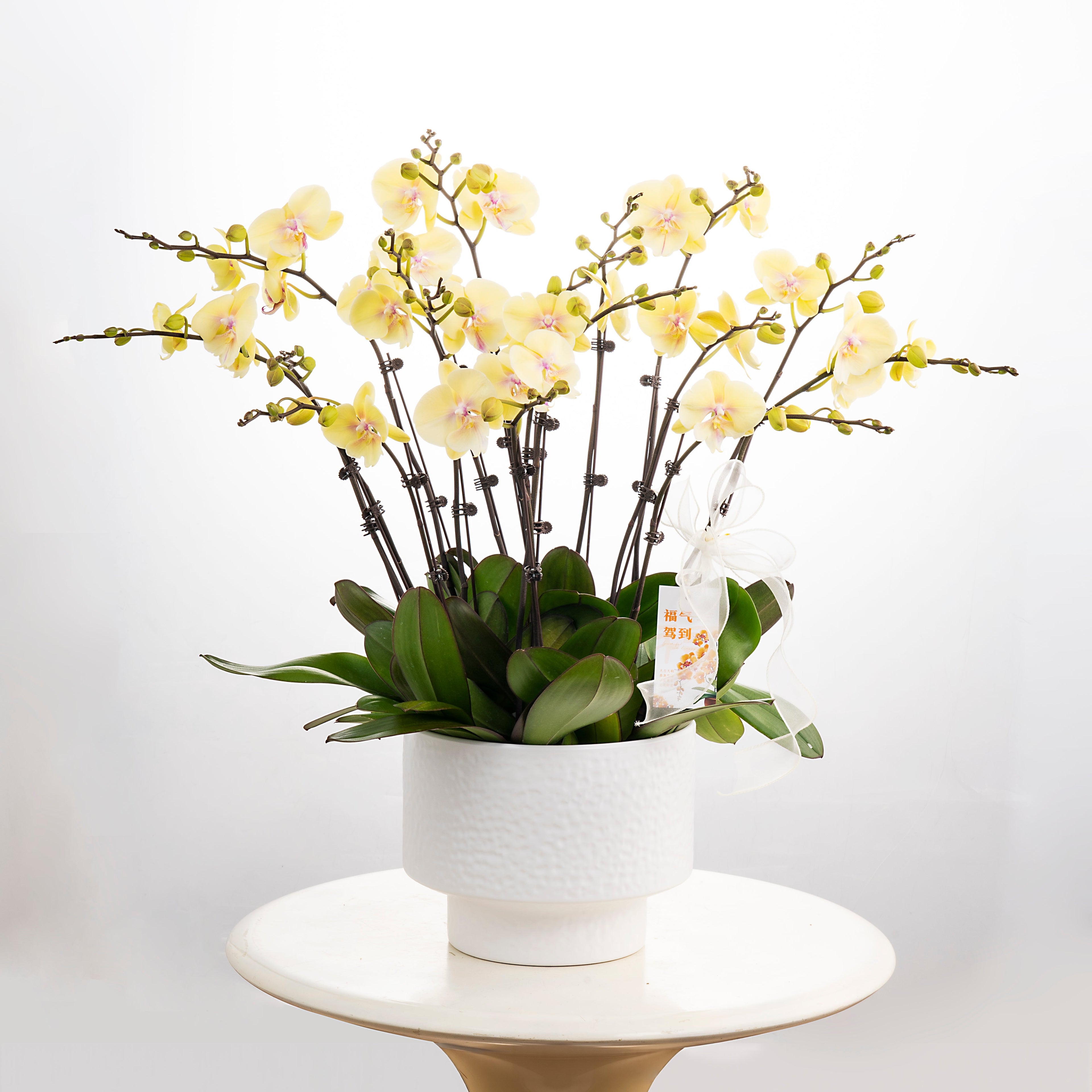 Heart of Gold [ Milktea Colour | est. 45 cm Height | Live Orchids ]