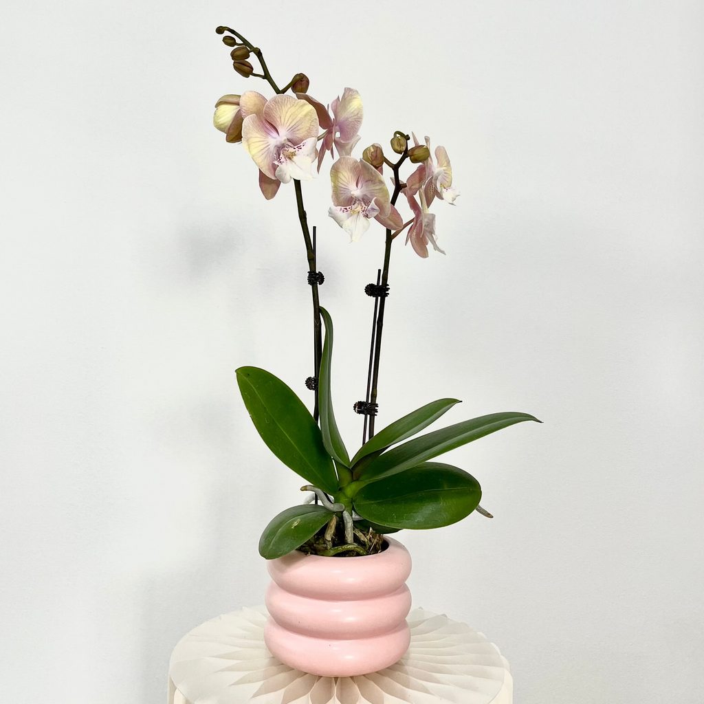 Pink Sunrise [ Gradient Pink & Yellow | est. 45 cm Height | Live Orchids ]