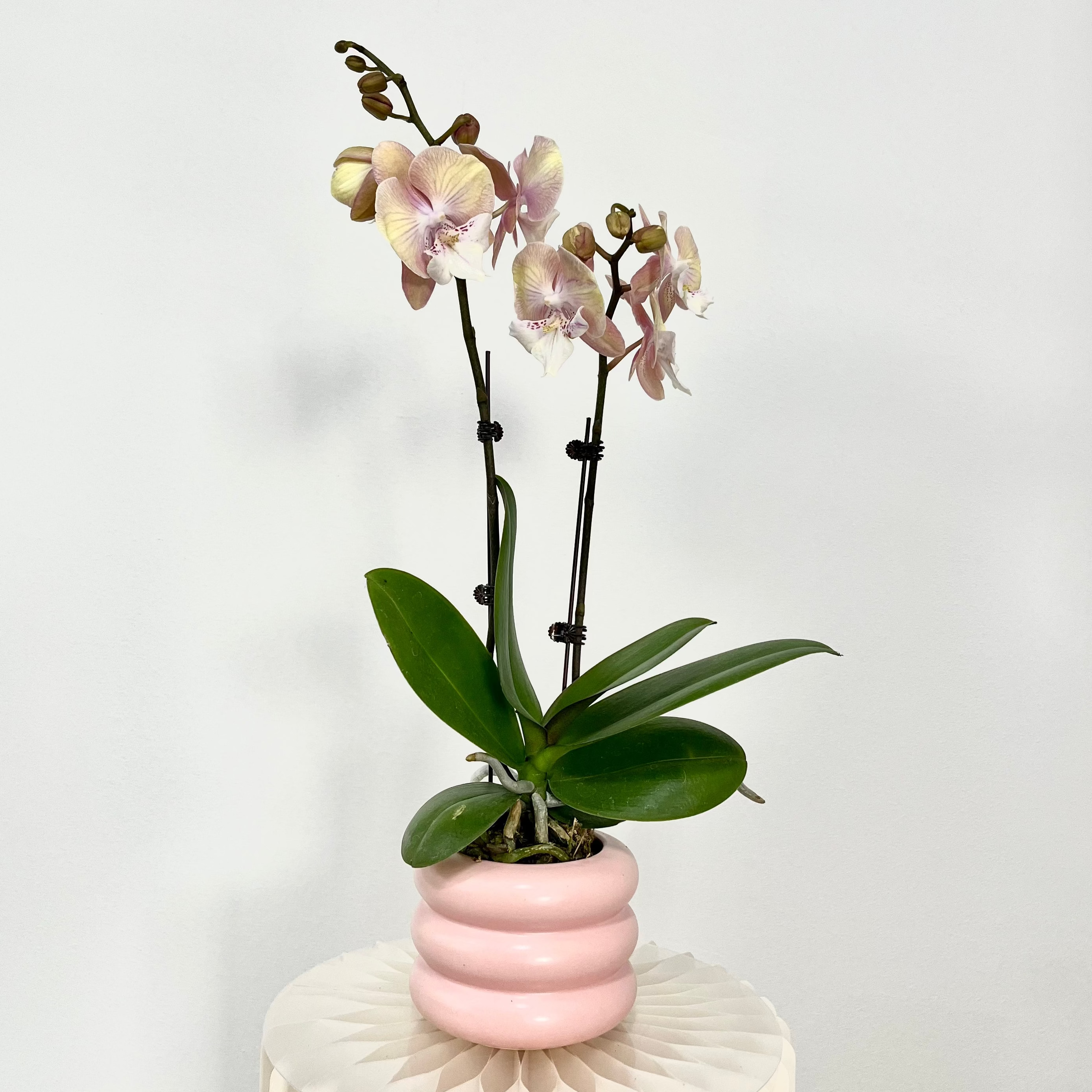 Pink Sunrise [ Gradient Pink & Yellow | est. 45 cm Height | Live Orchids ]