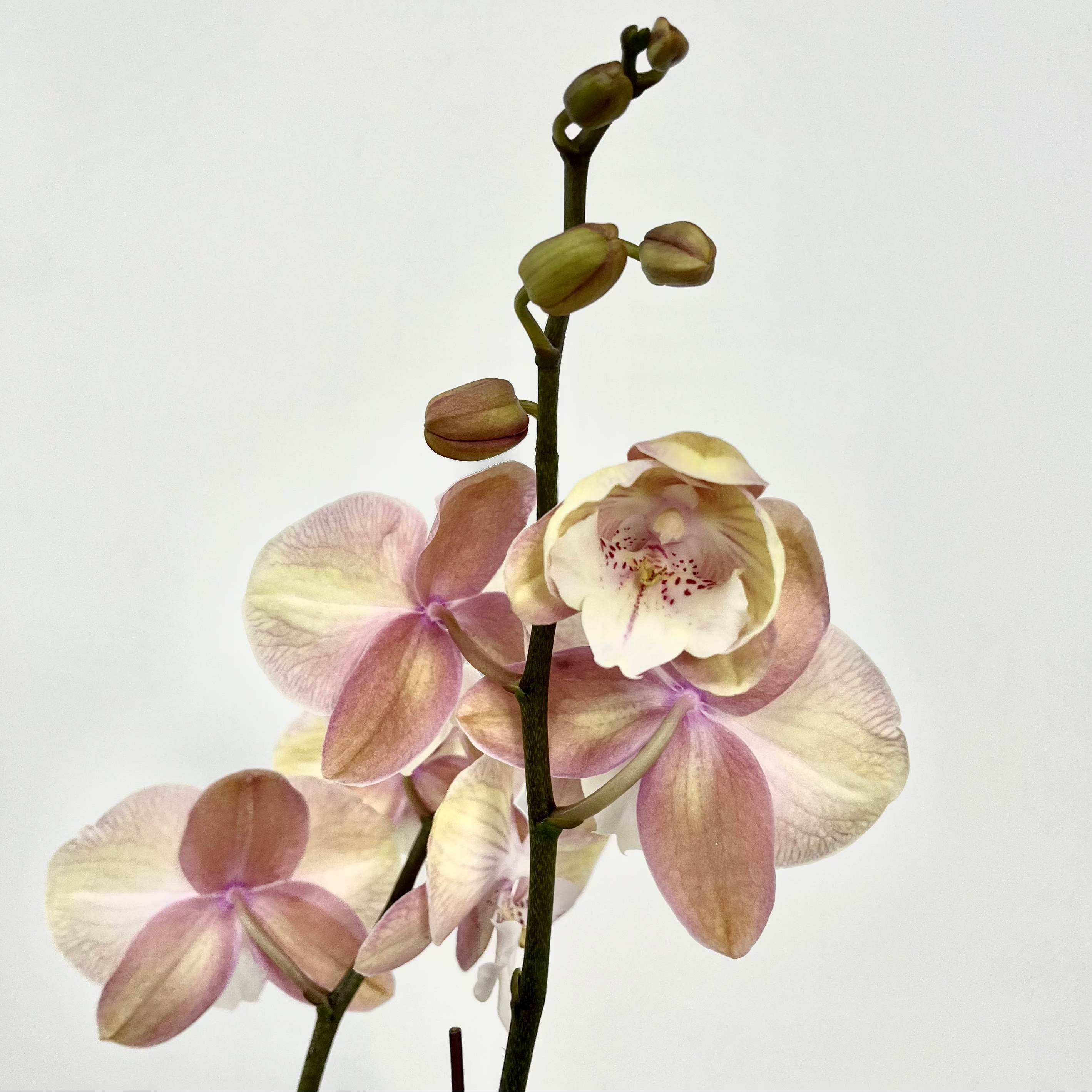 Pink Sunrise [ Gradient Pink & Yellow | est. 45 cm Height | Live Orchids ]