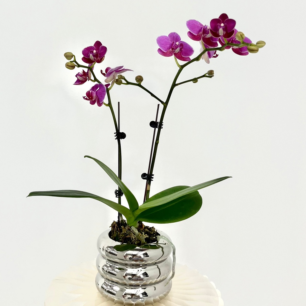 Little Prince [ Rich Pink | est. 45 cm Height | Live Orchids ]