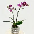 Little Prince [ Rich Pink | est. 45 cm Height | Live Orchids ]