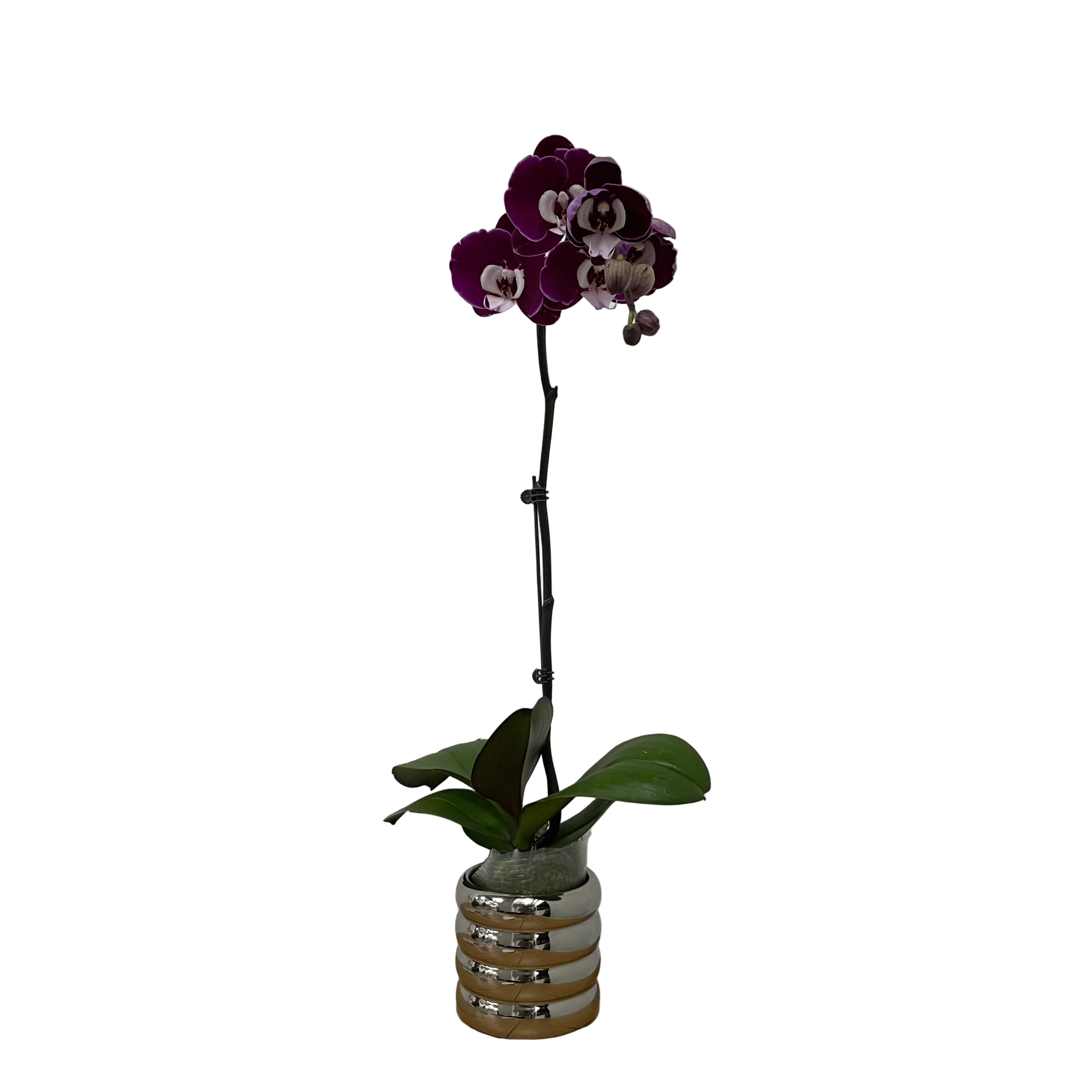 Zen Panda [ Dark Purple & White | est. 45 cm Height | Live Orchids ]
