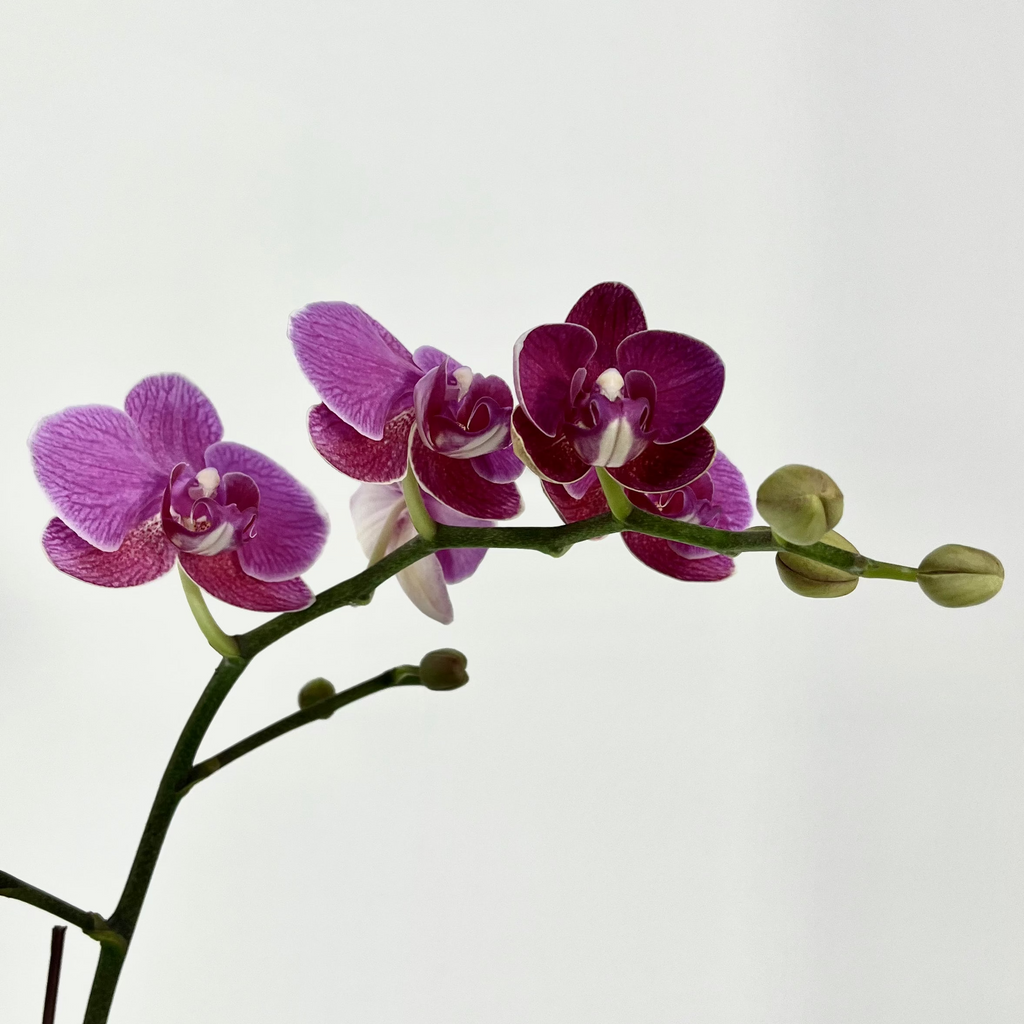 Little Prince [ Rich Pink | est. 45 cm Height | Live Orchids ]