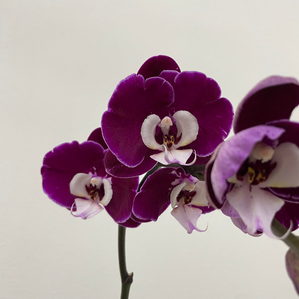 Zen Panda [ Dark Purple & White | est. 45 cm Height | Live Orchids ]