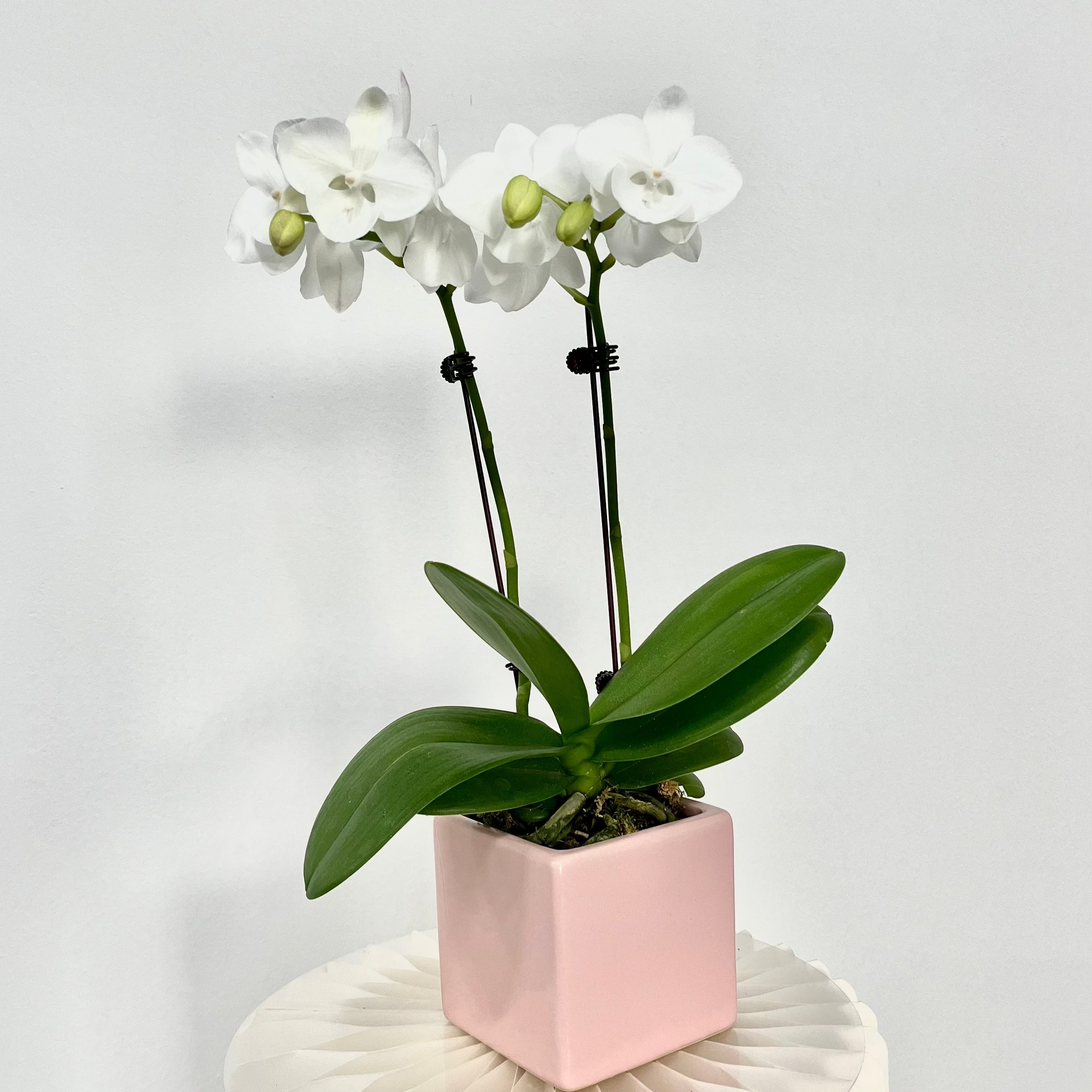 Little Pearl [ Pure White | est. 45 cm Height | Live Orchids ]