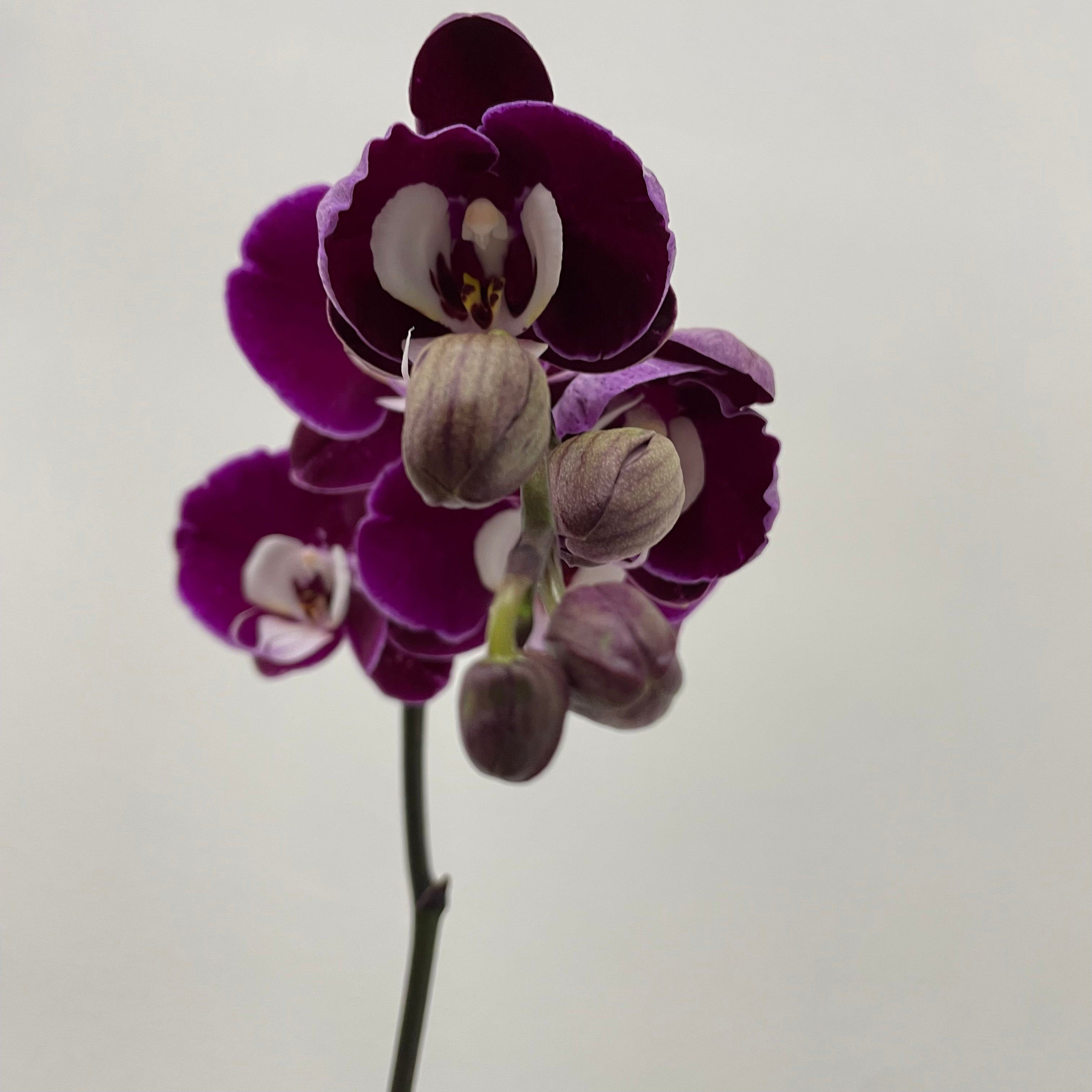 Zen Panda [ Dark Purple & White | est. 45 cm Height | Live Orchids ]