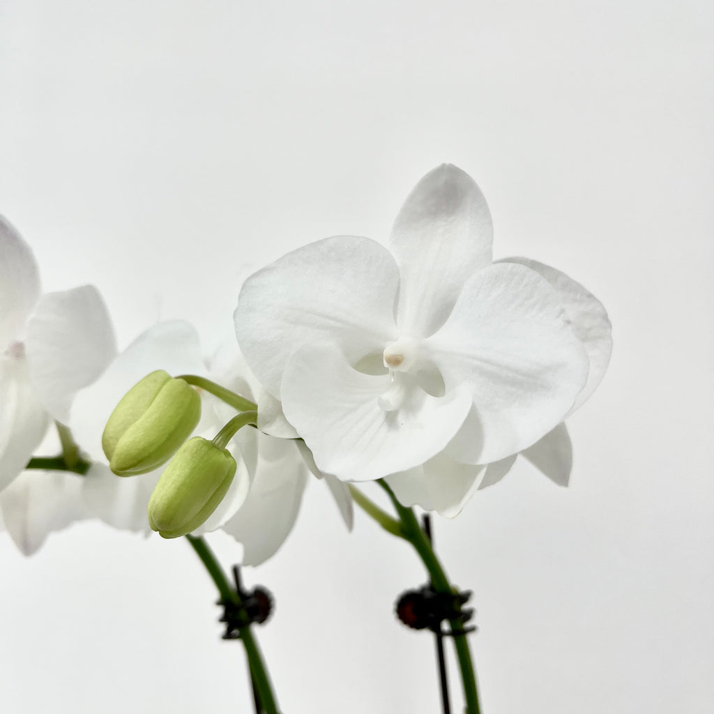 Little Pearl [ Pure White | est. 45 cm Height | Live Orchids ]