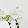 Little Pearl [ Pure White | est. 45 cm Height | Live Orchids ]