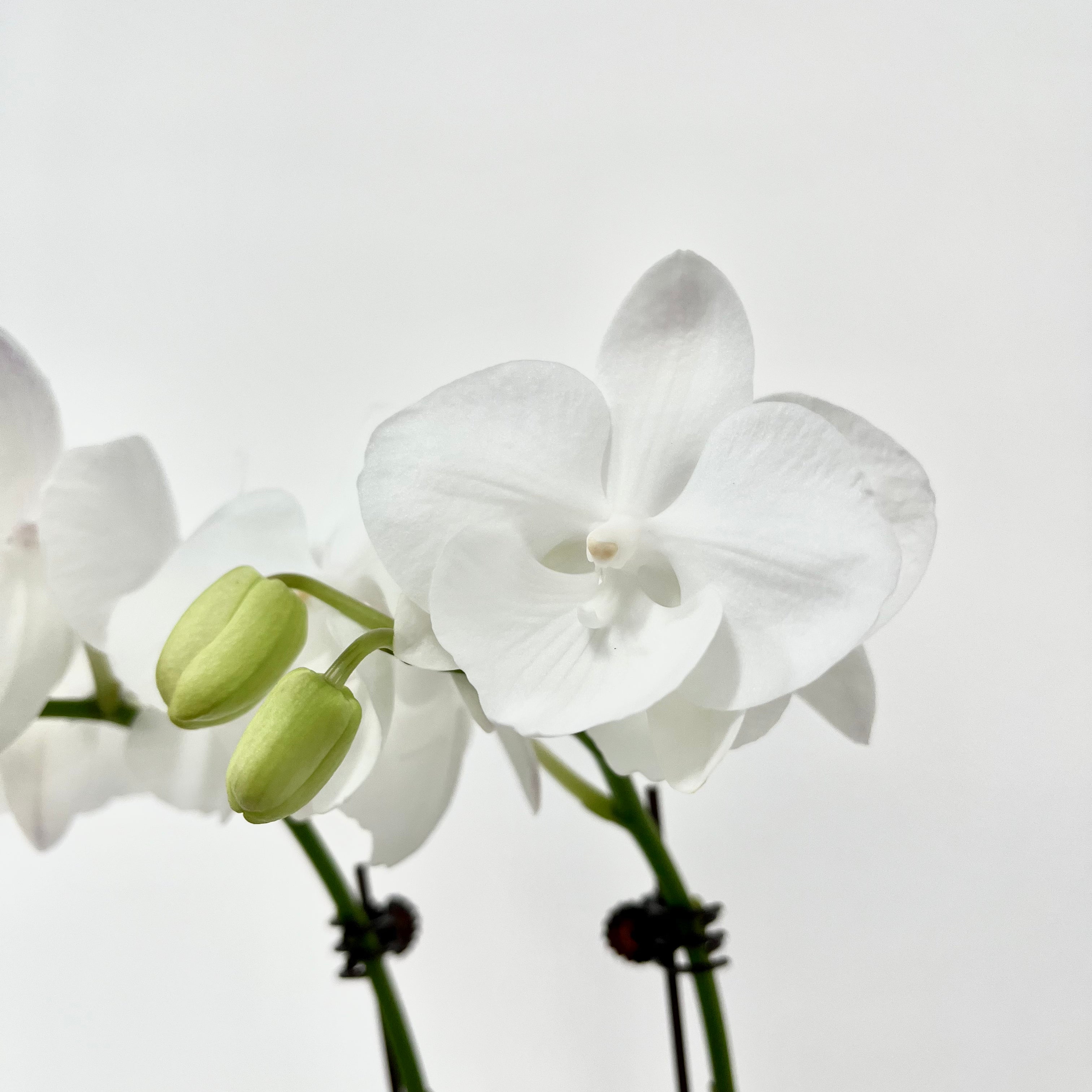 Little Pearl [ Pure White | est. 45 cm Height | Live Orchids ]