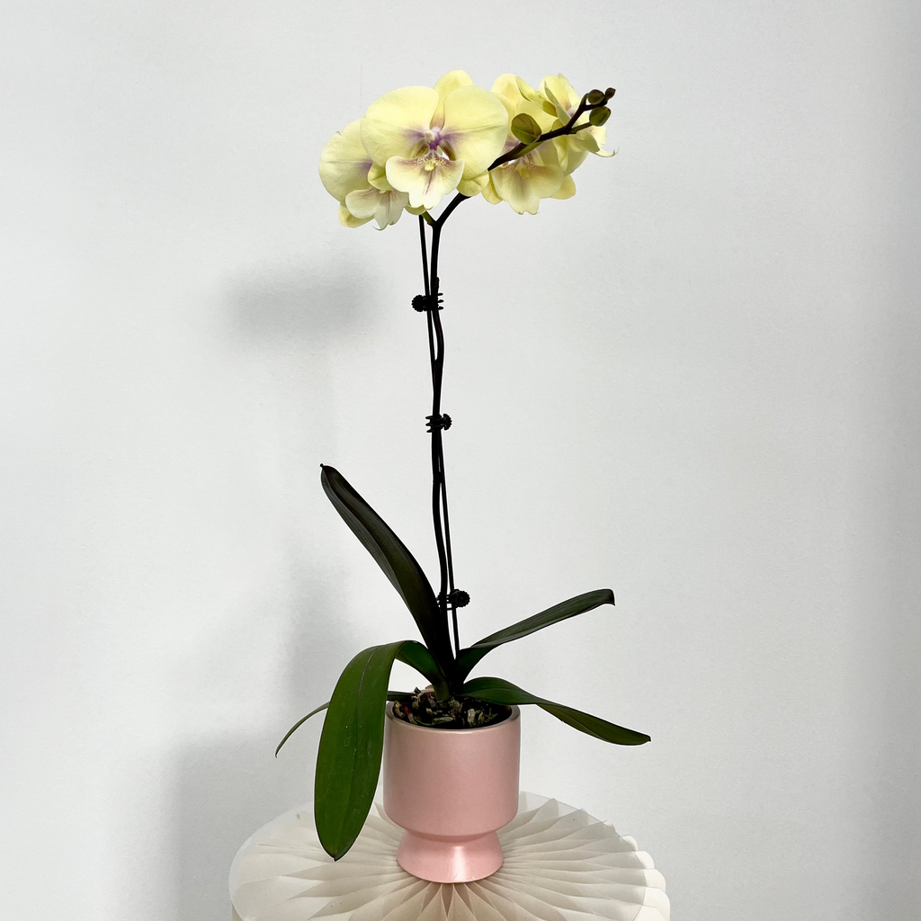 Lucky Gold Gold [ Yellow | est. 45cm Height | Live Orchids]