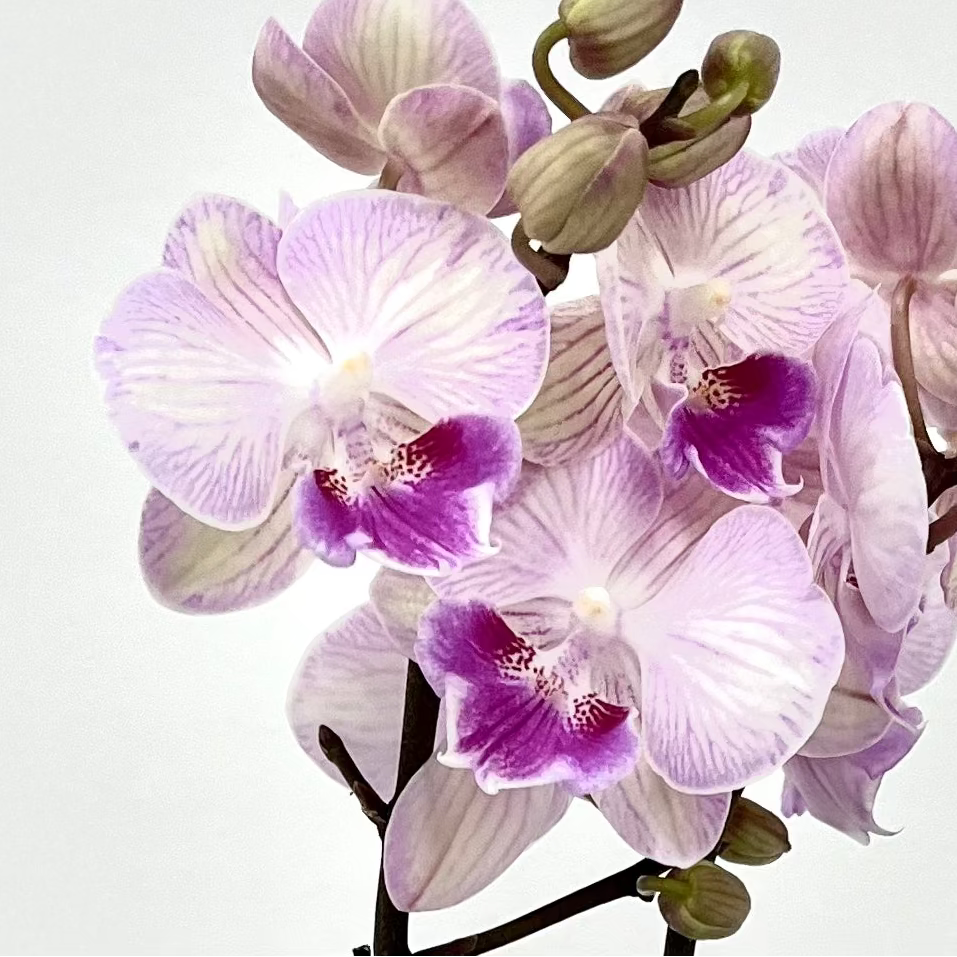 Little Princess [ Bright Pink | est. 45 cm Height | Live Orchids ]