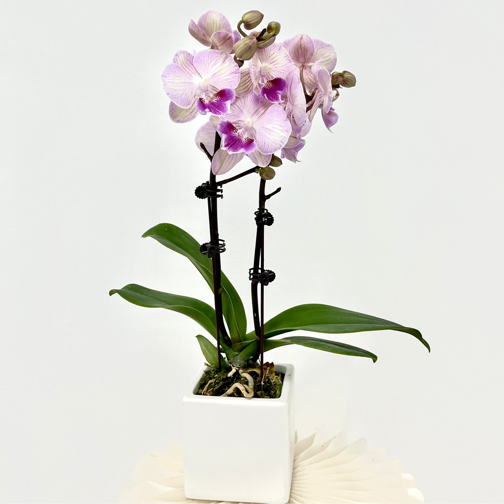 Little Princess [ Bright Pink | est. 45 cm Height | Live Orchids ]
