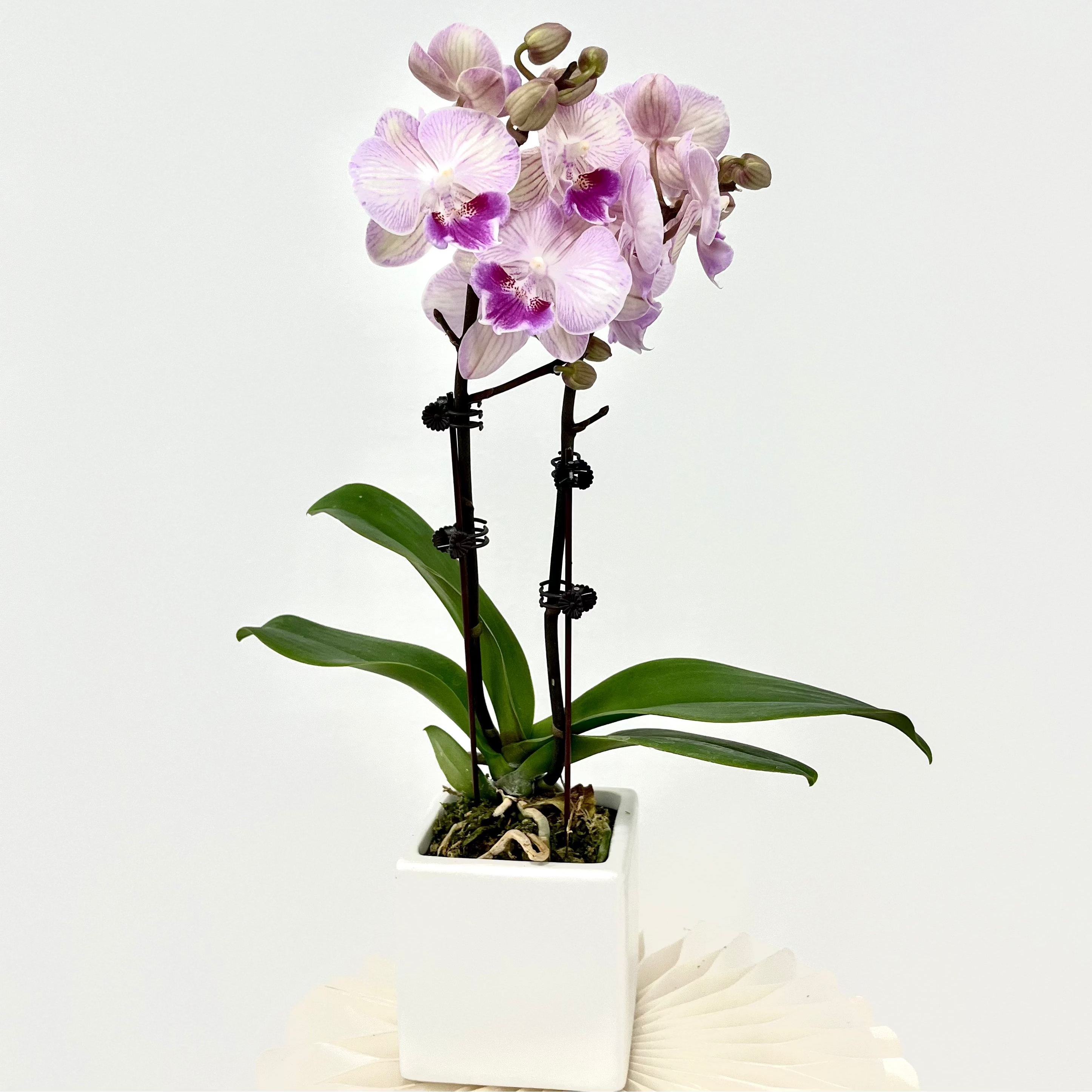Little Princess [ Bright Pink | est. 45 cm Height | Live Orchids ]