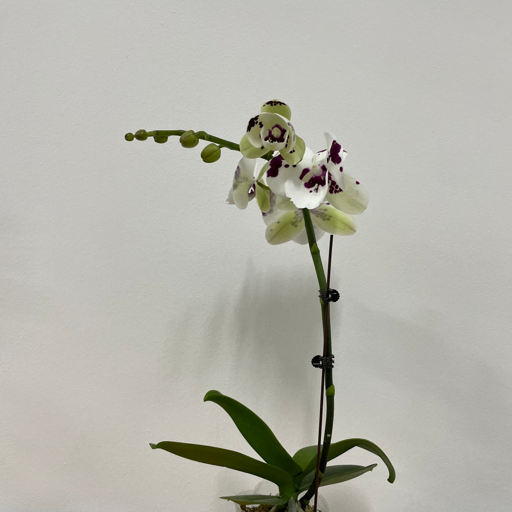 Lucky Mark [ Dark Purple & White | est. 45 cm Height | Live Orchids ]