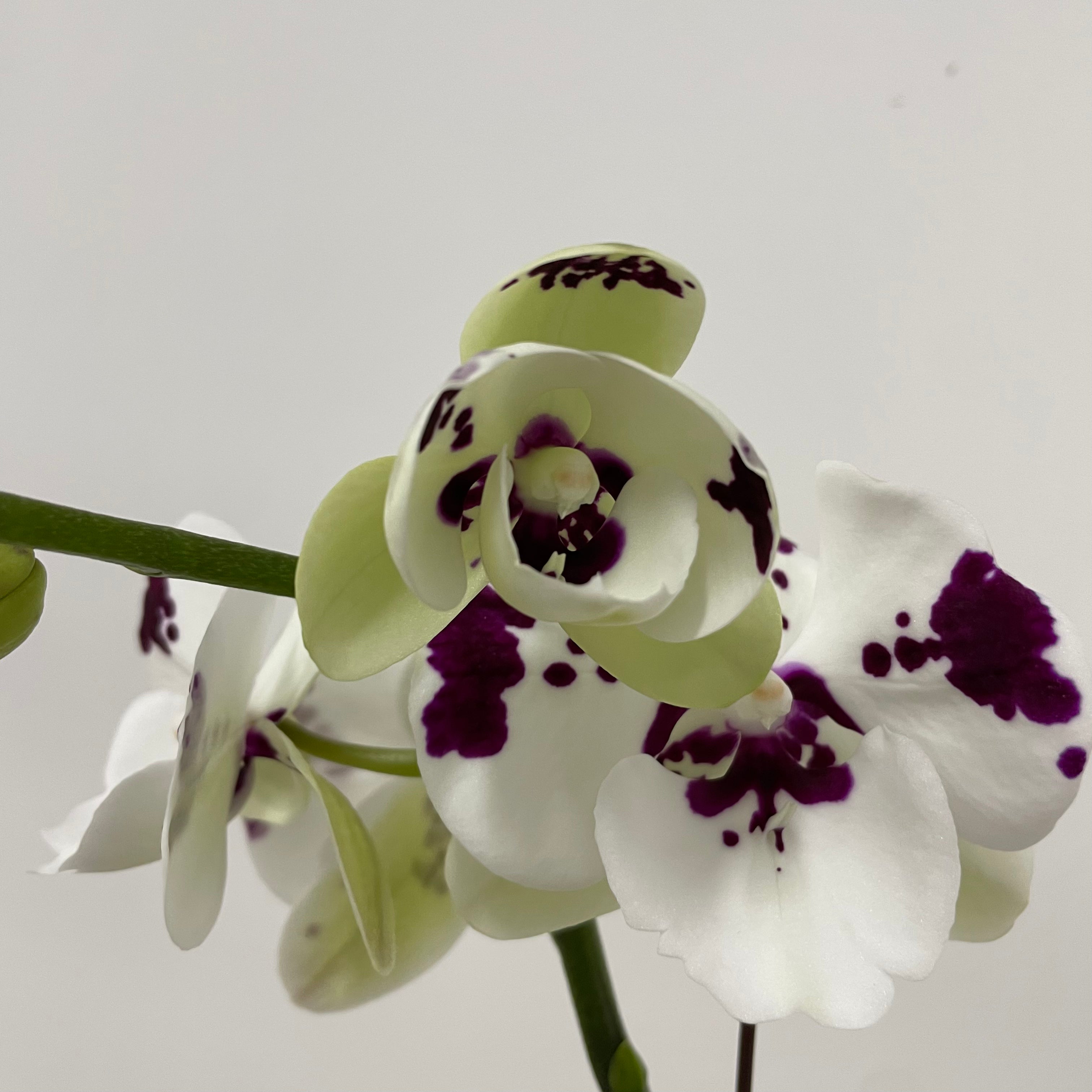 Lucky Mark [ Dark Purple & White | est. 45 cm Height | Live Orchids ]
