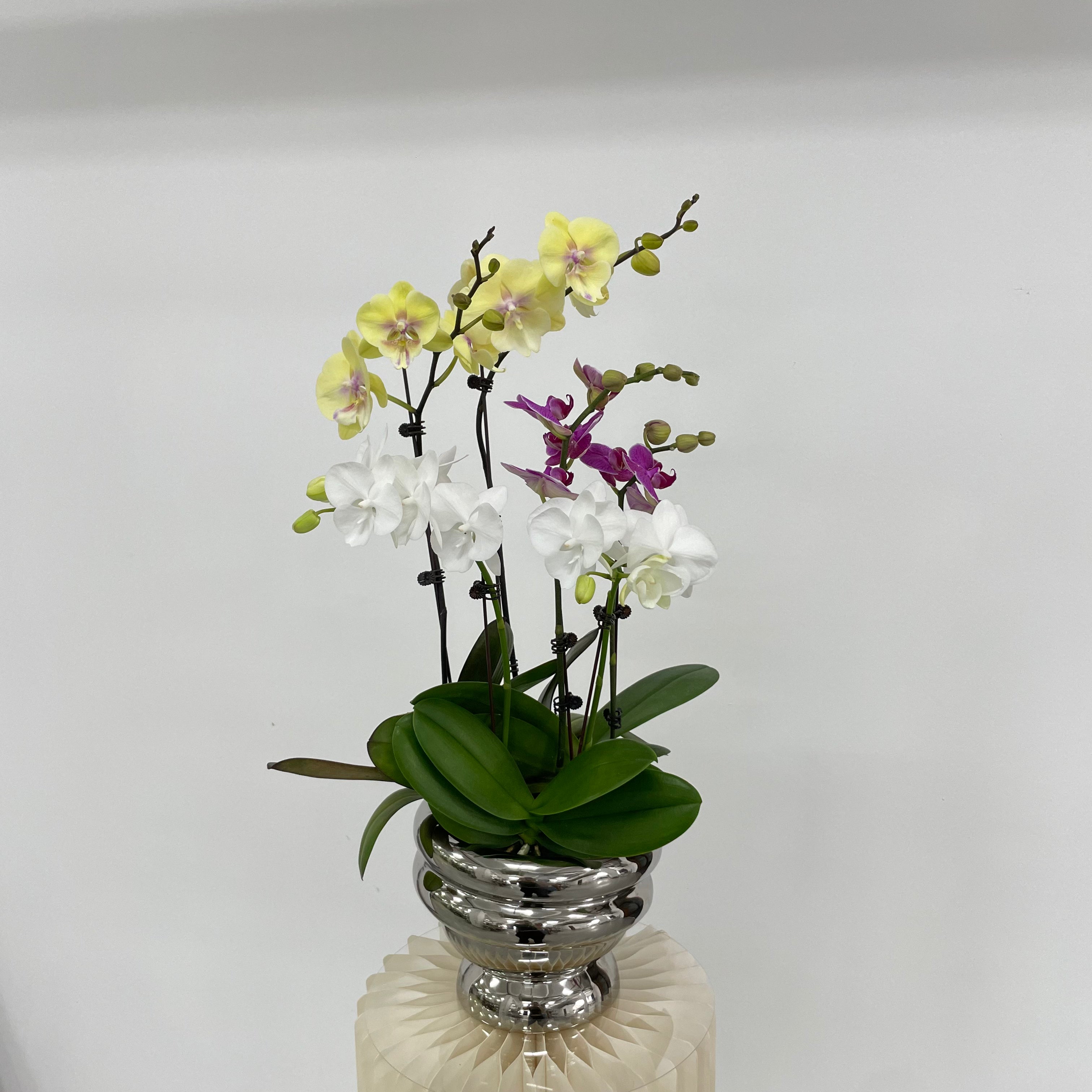 3 Orchids Huat Bundle [Silver Medium Pot | Est. 50cm Height ]